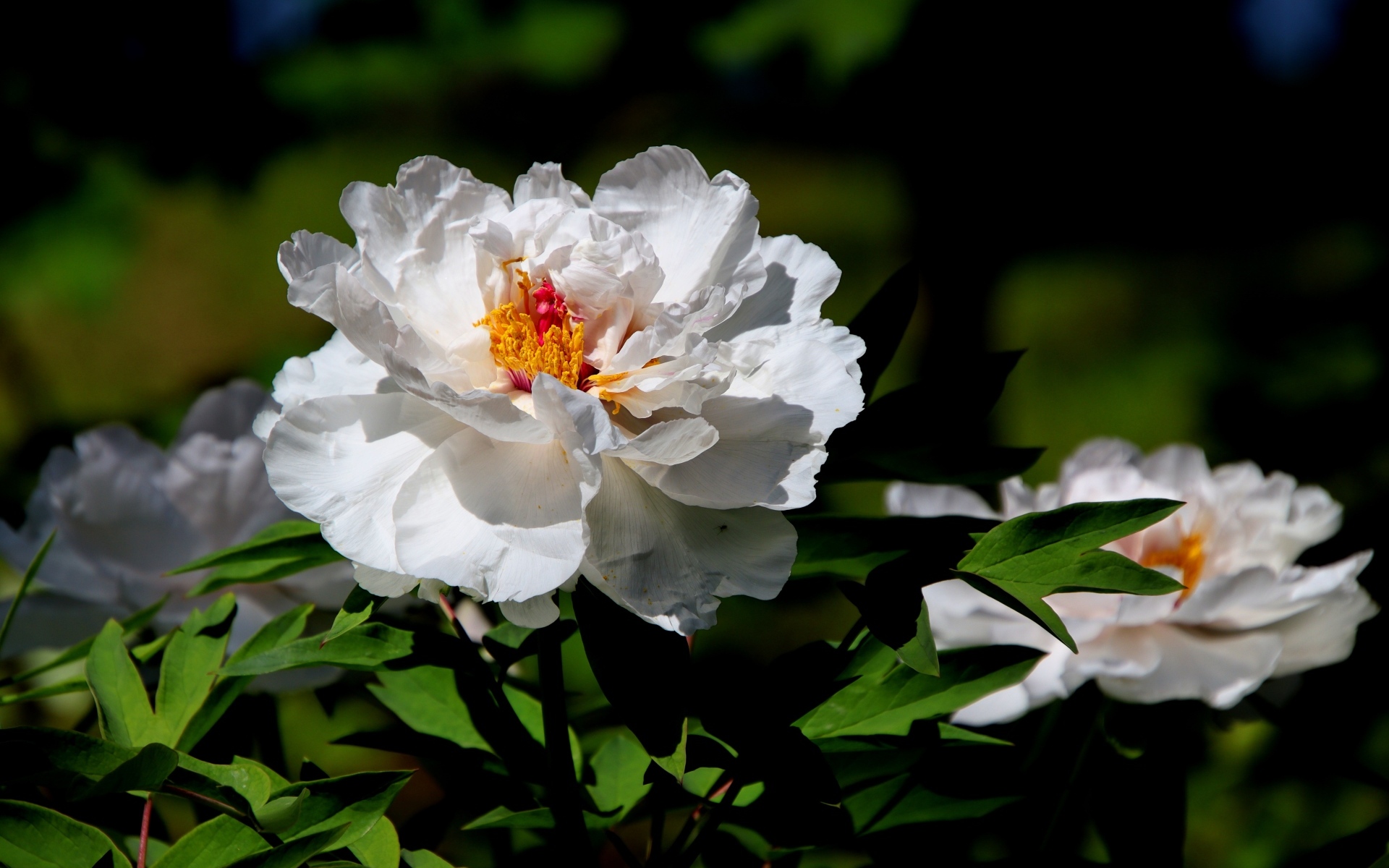 Большой белый пион крупным планом