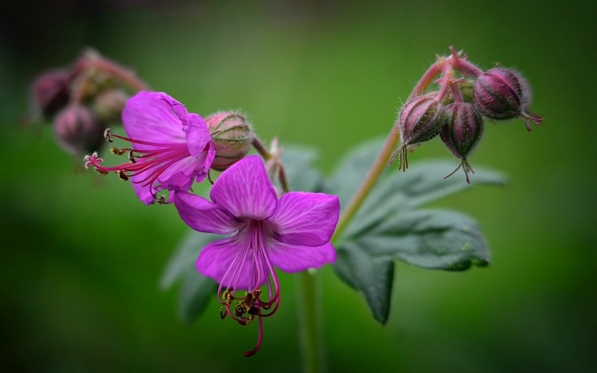 Сиреневые садовые цветы на зеленом фоне