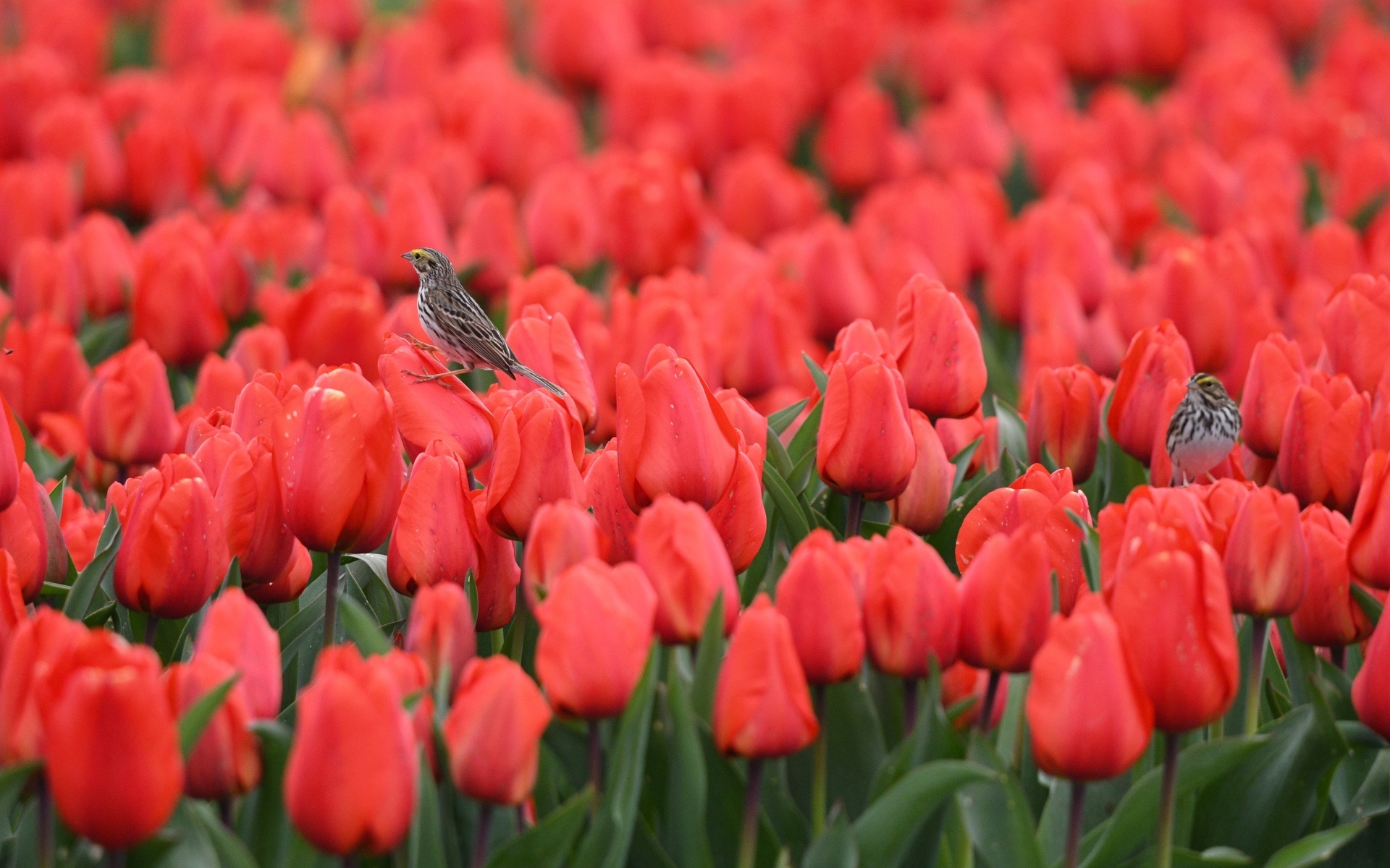 Маленькие птички сидят на красных тюльпанах