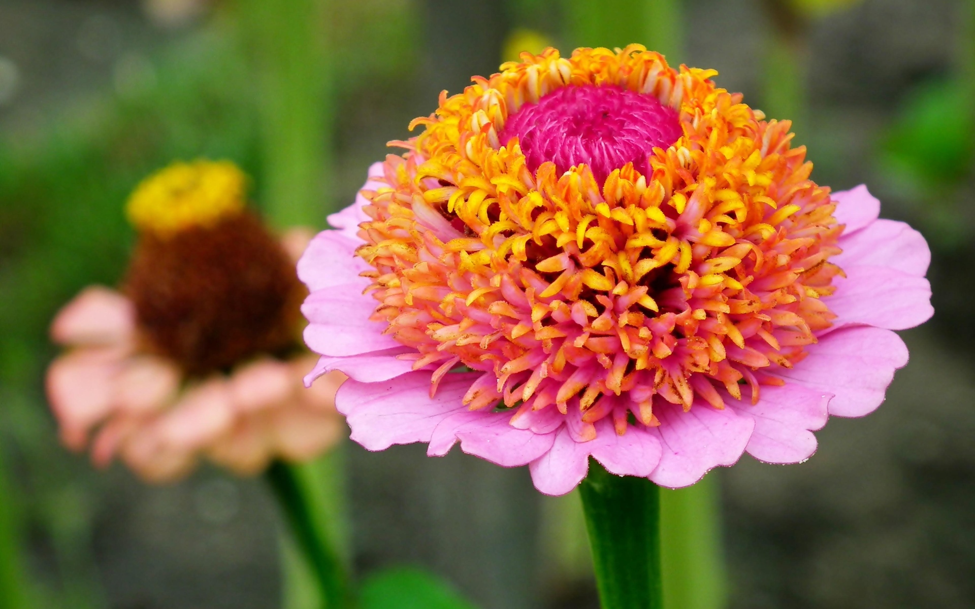 Пышный розовый цветок циннии 