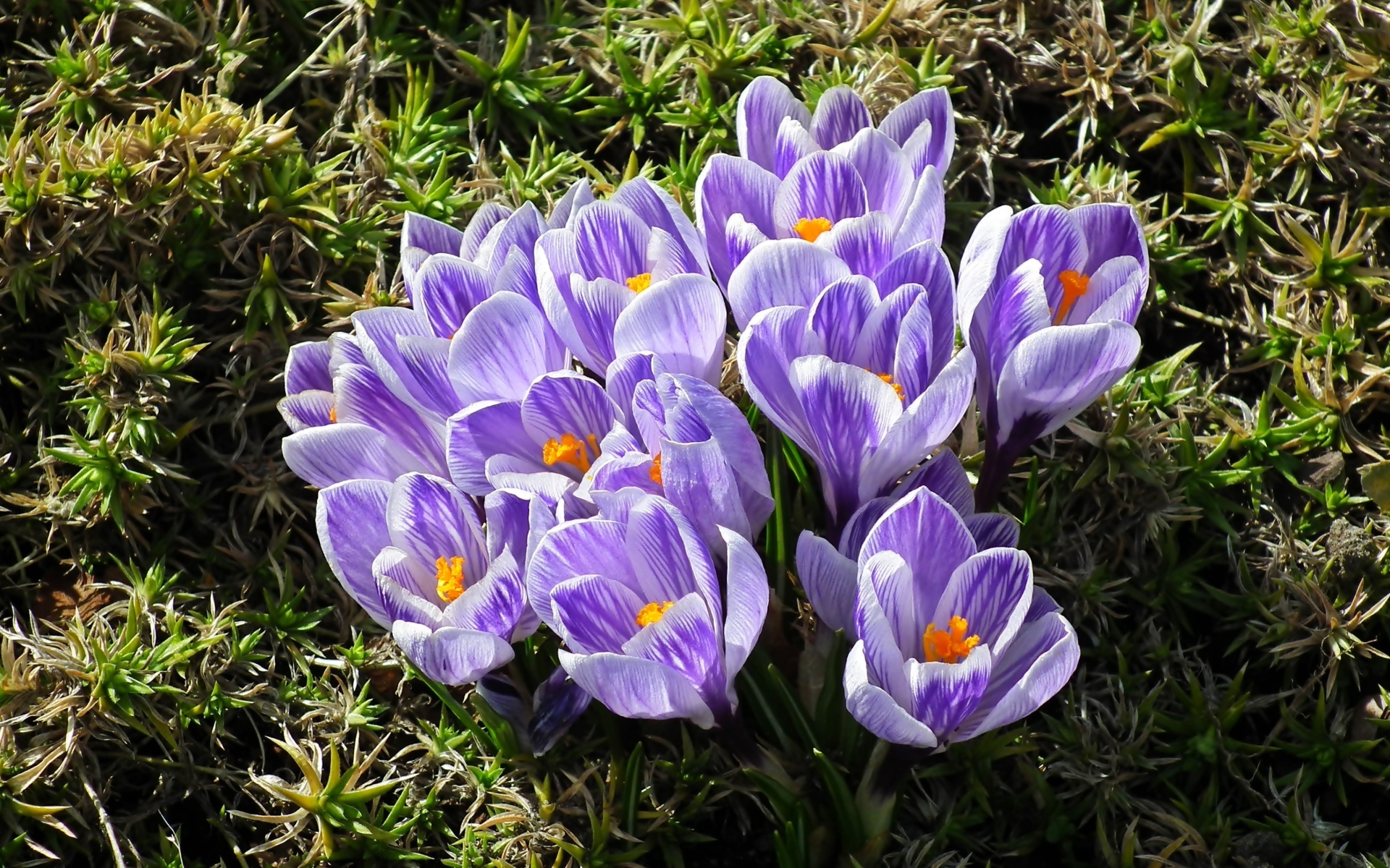 Много маленький ярких фиолетовых цветов крокуса