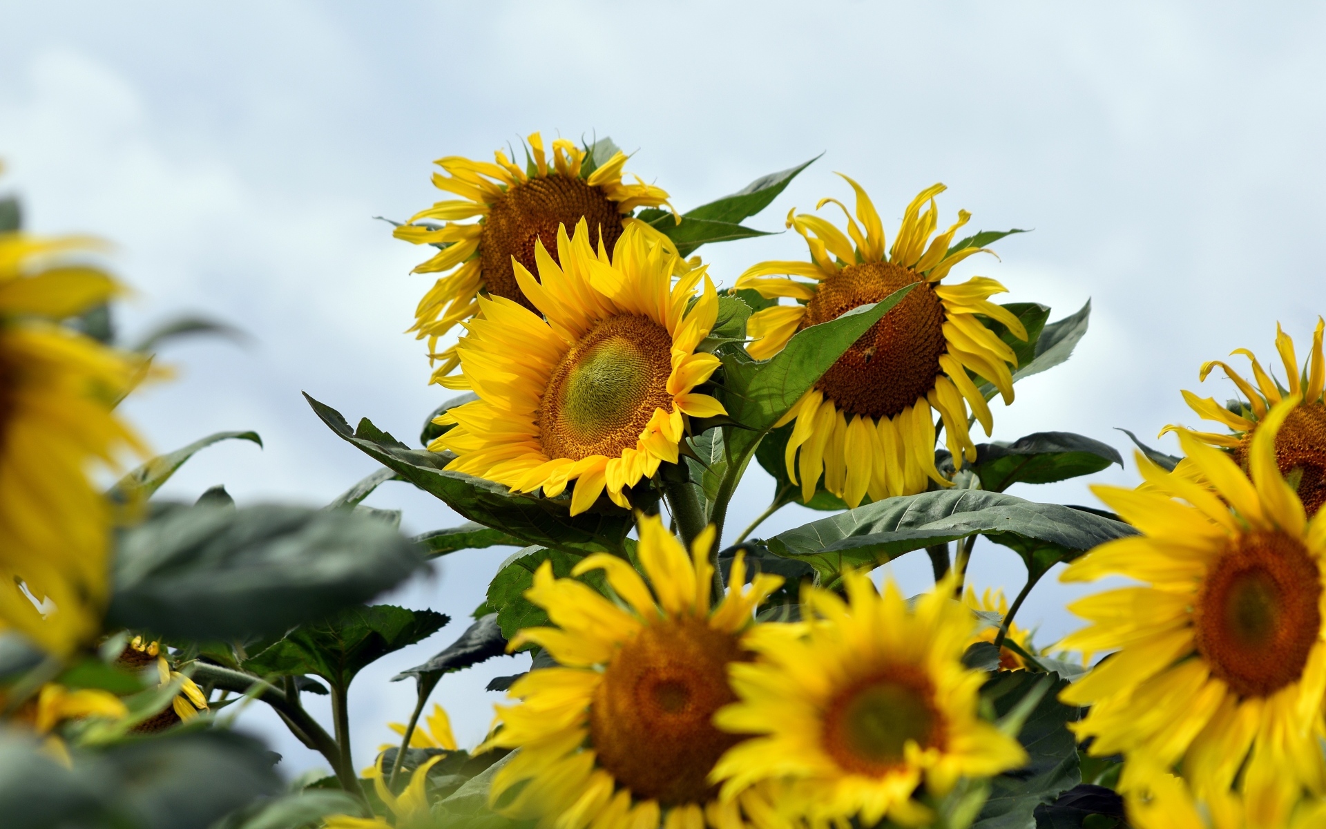 Много желтых подсолнухов на поле летом