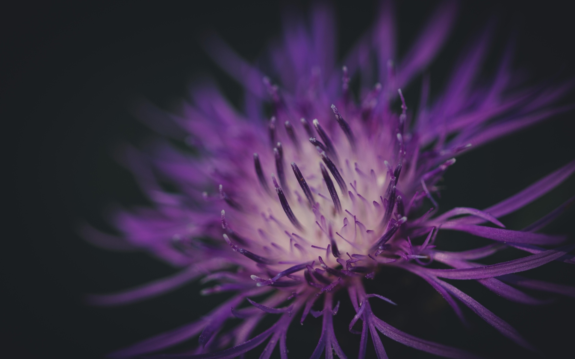 Середина фиолетового цветка на черном фоне