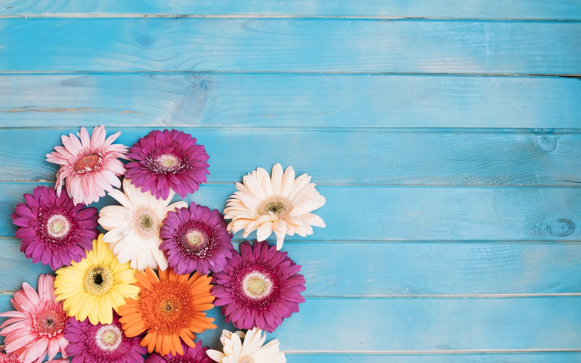 Разноцветные герберы на голубом фоне