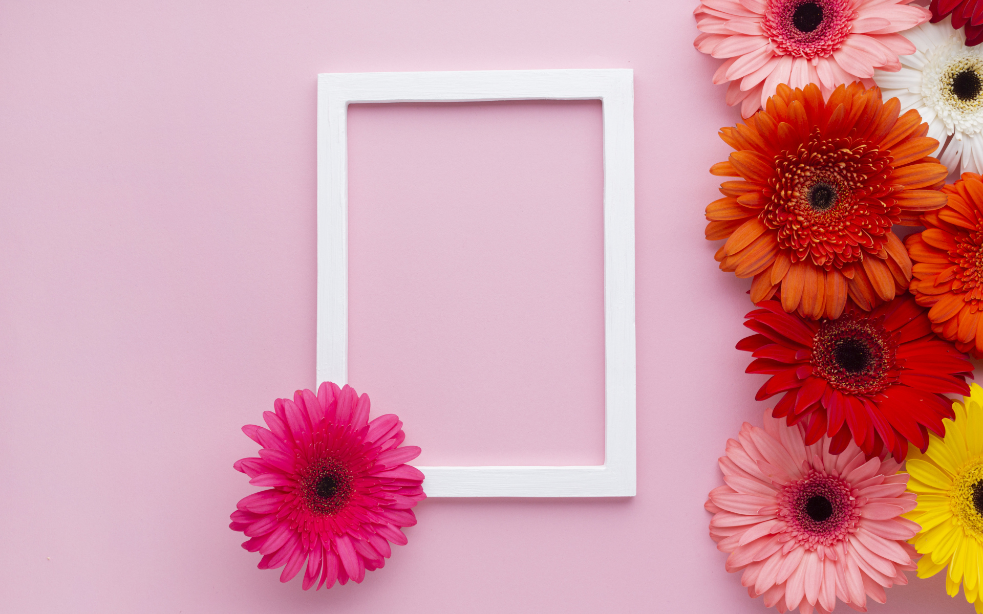 Разноцветные герберы с рамкой на розовом фоне, шаблон для открытки 