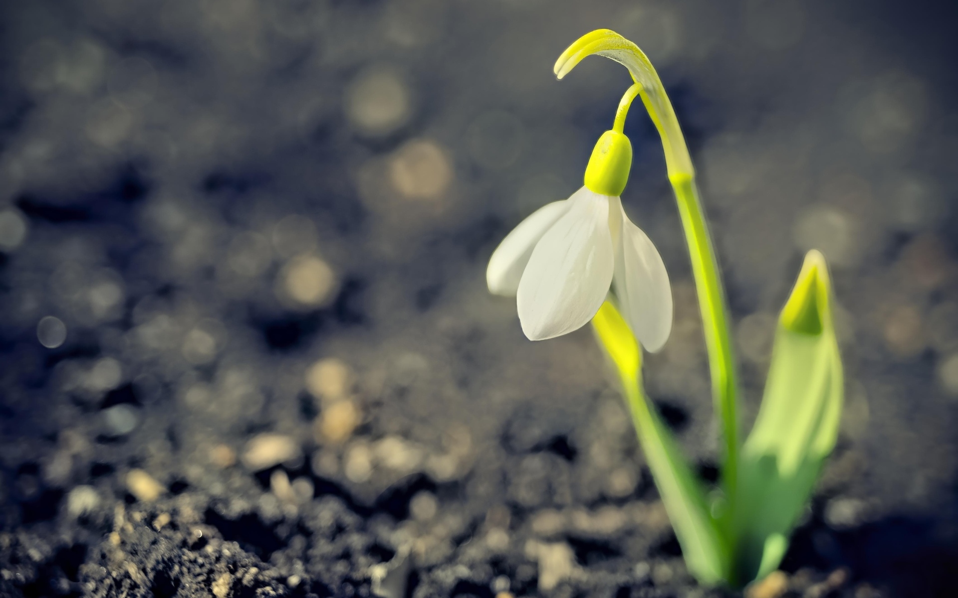 Один белый весенний подснежник на черной земле