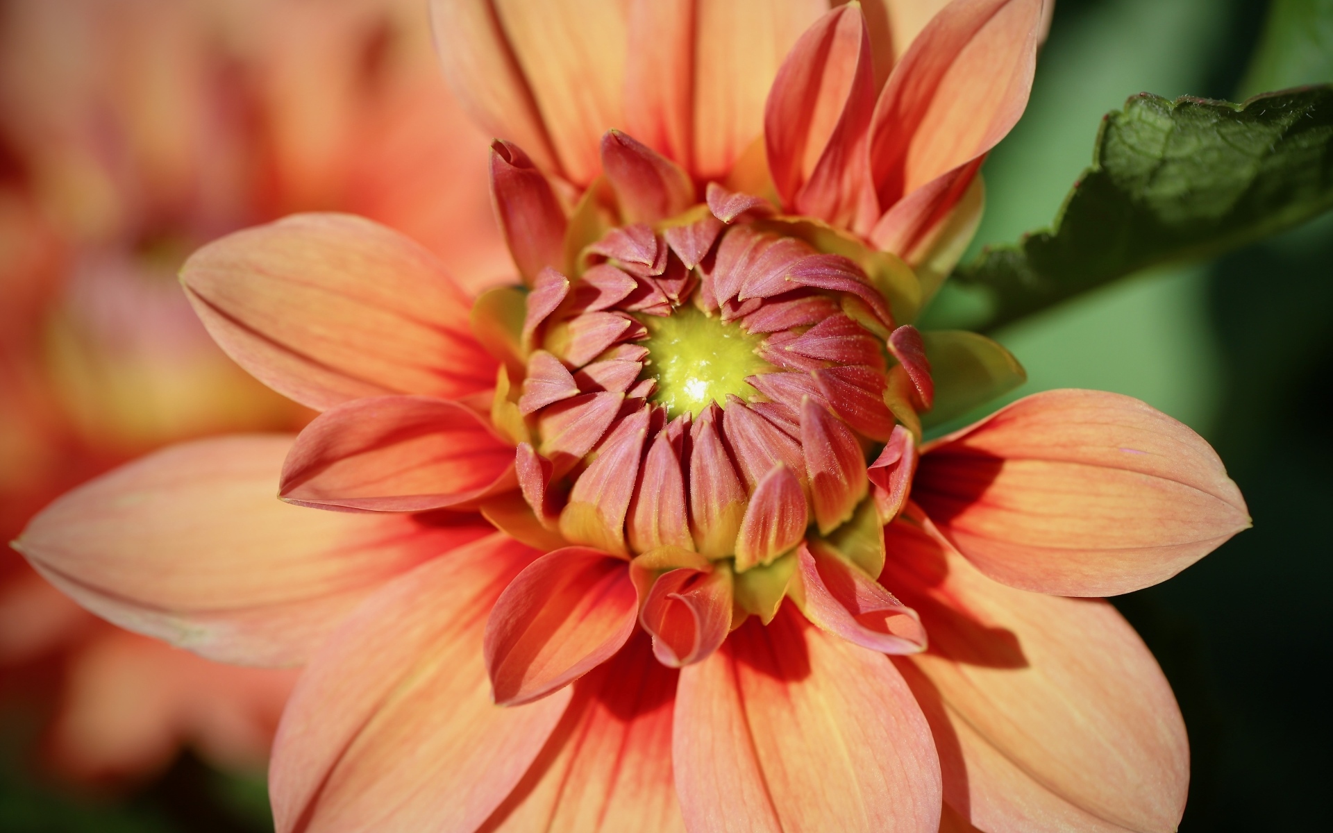 Оранжевая георгина распускается на клумбе