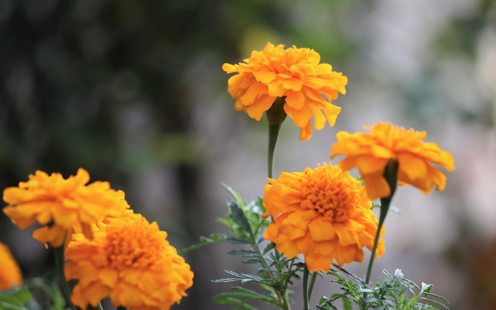 Оранжевые садовые цветы бархатцы