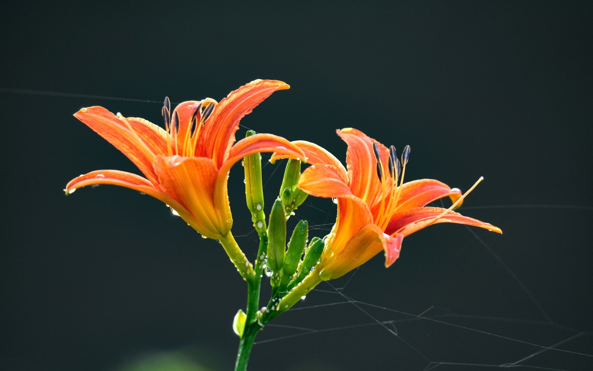 Оранжевые цветы лилии на черном фоне в каплях росы