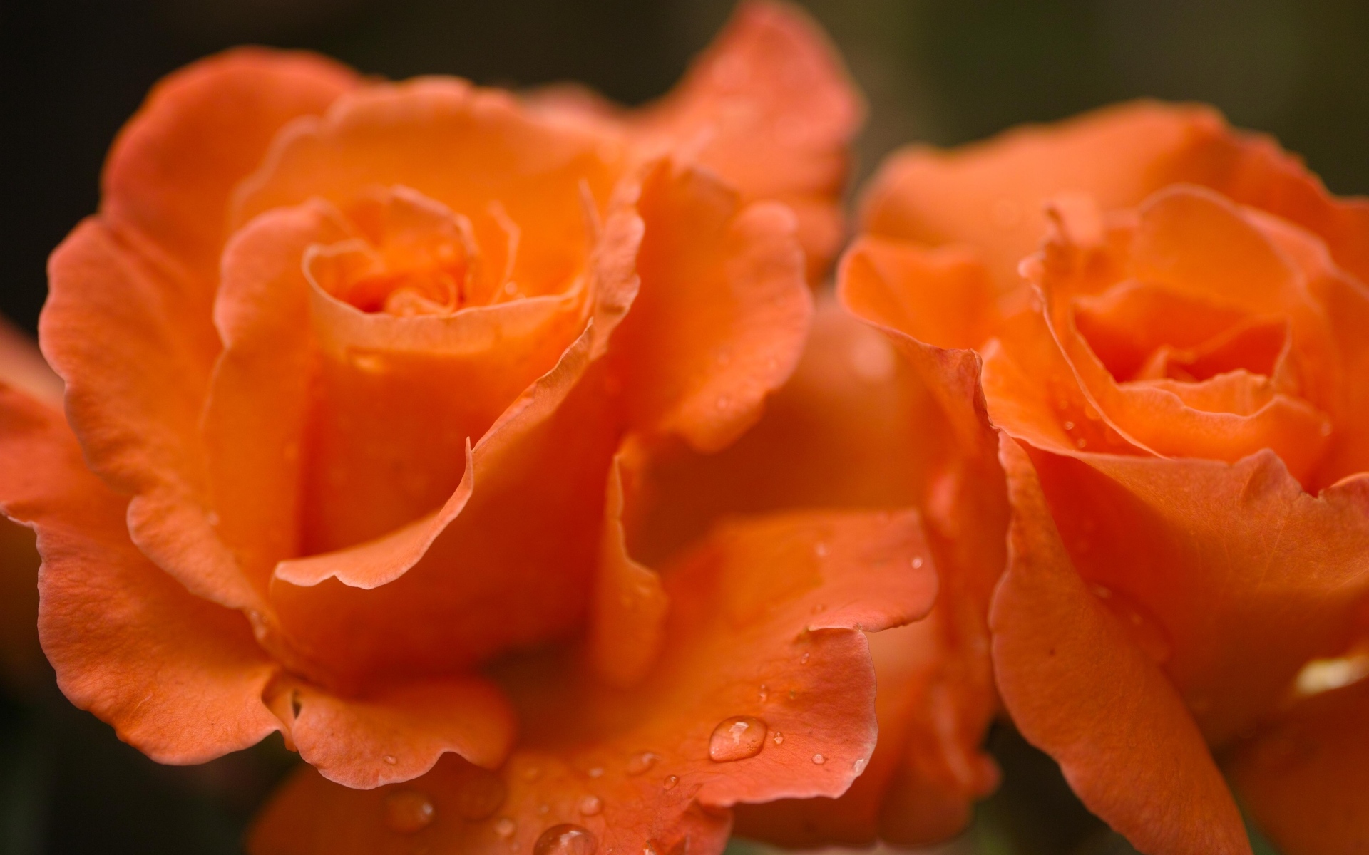 Оранжевые розы с каплями дождя на лепестках