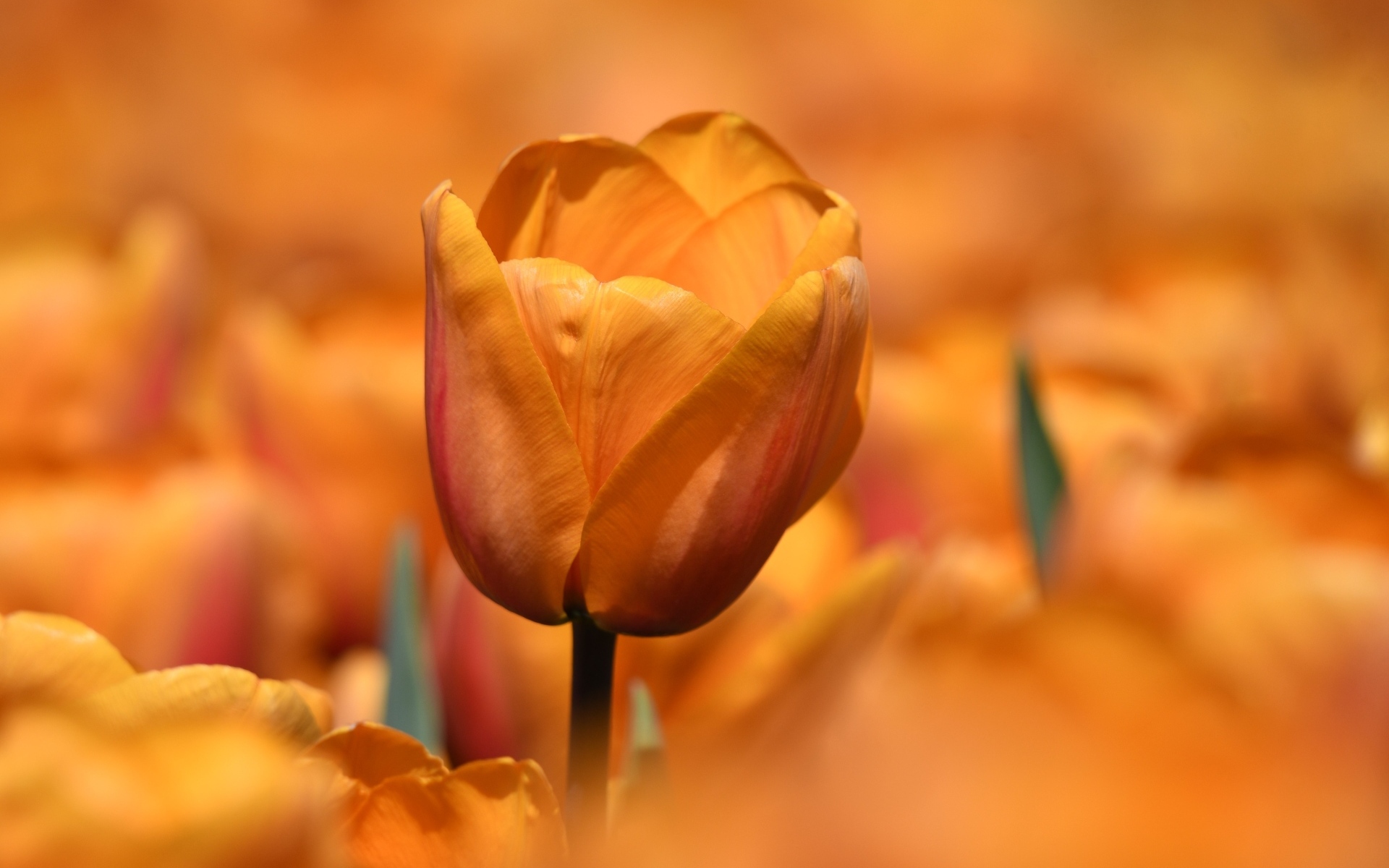 Оранжевый цветок тюльпана на клумбе крупным планом