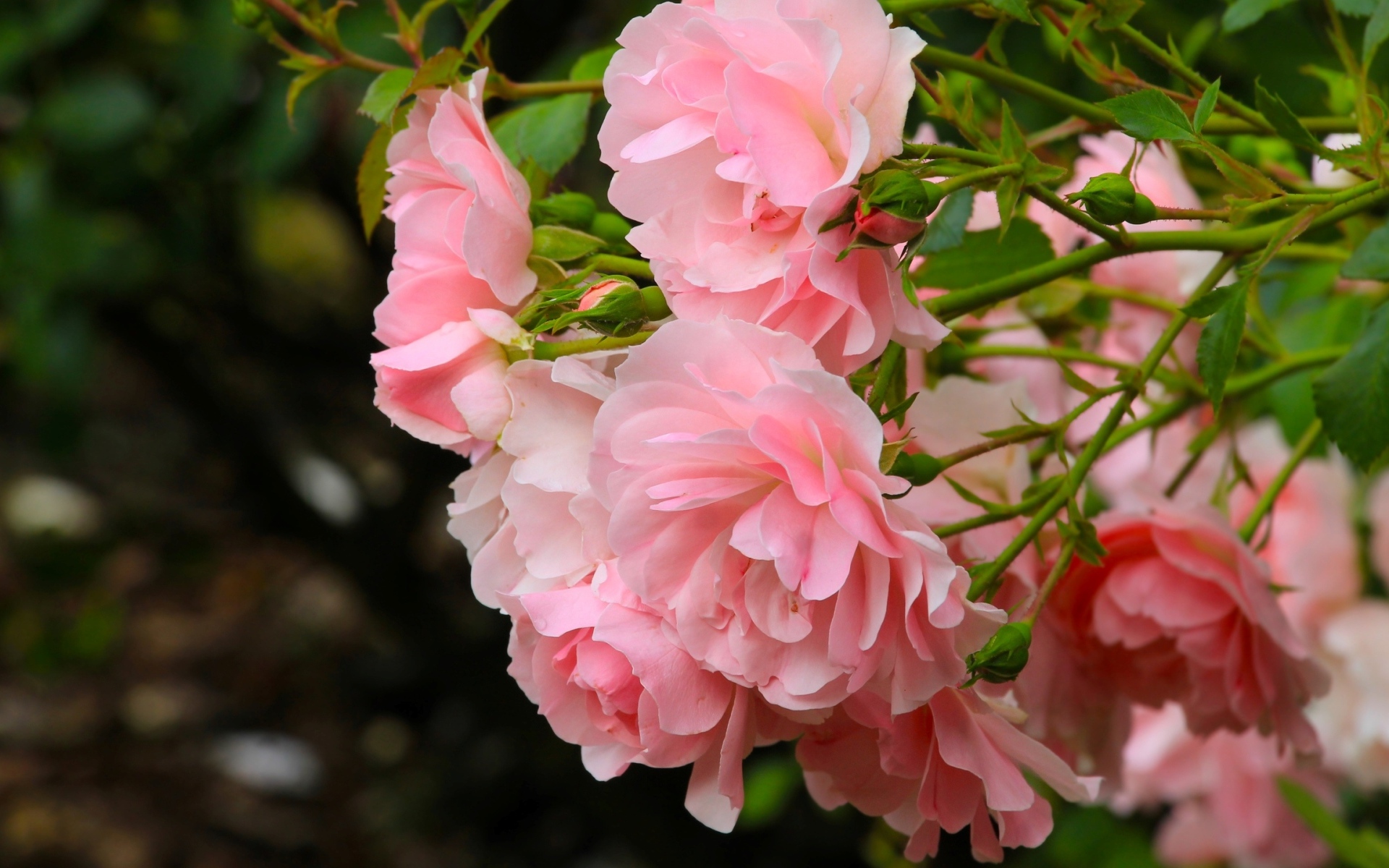 Куст парковой розы с розовыми цветами