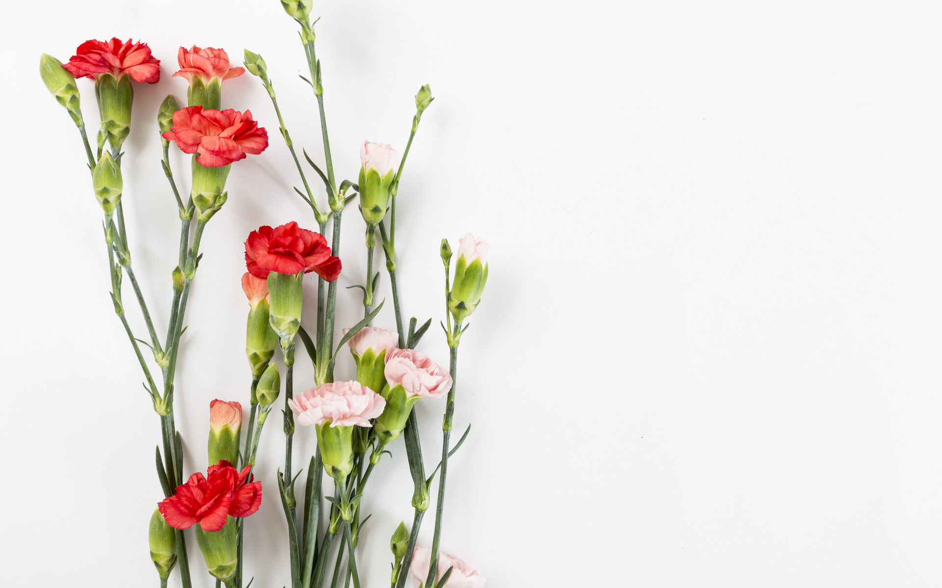 Розовые и красные гвоздики на сером фоне