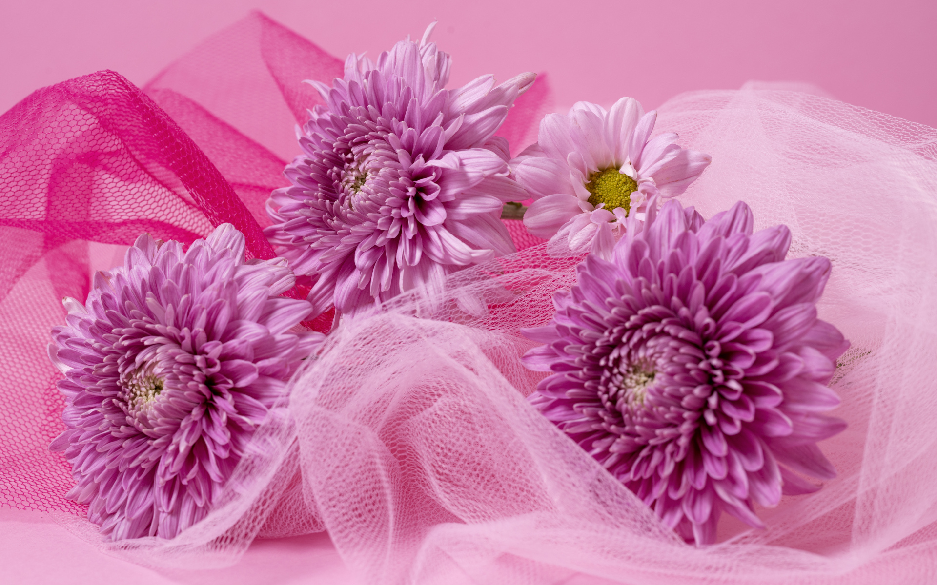 Розовые хризантемы и вуаль на розовом фоне