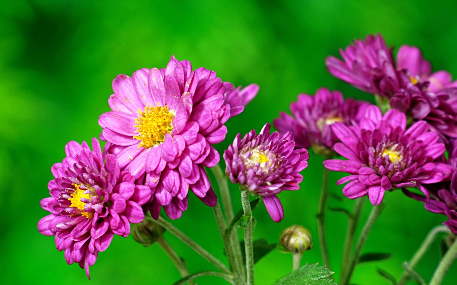 Розовые  хризантемы на зеленом фоне