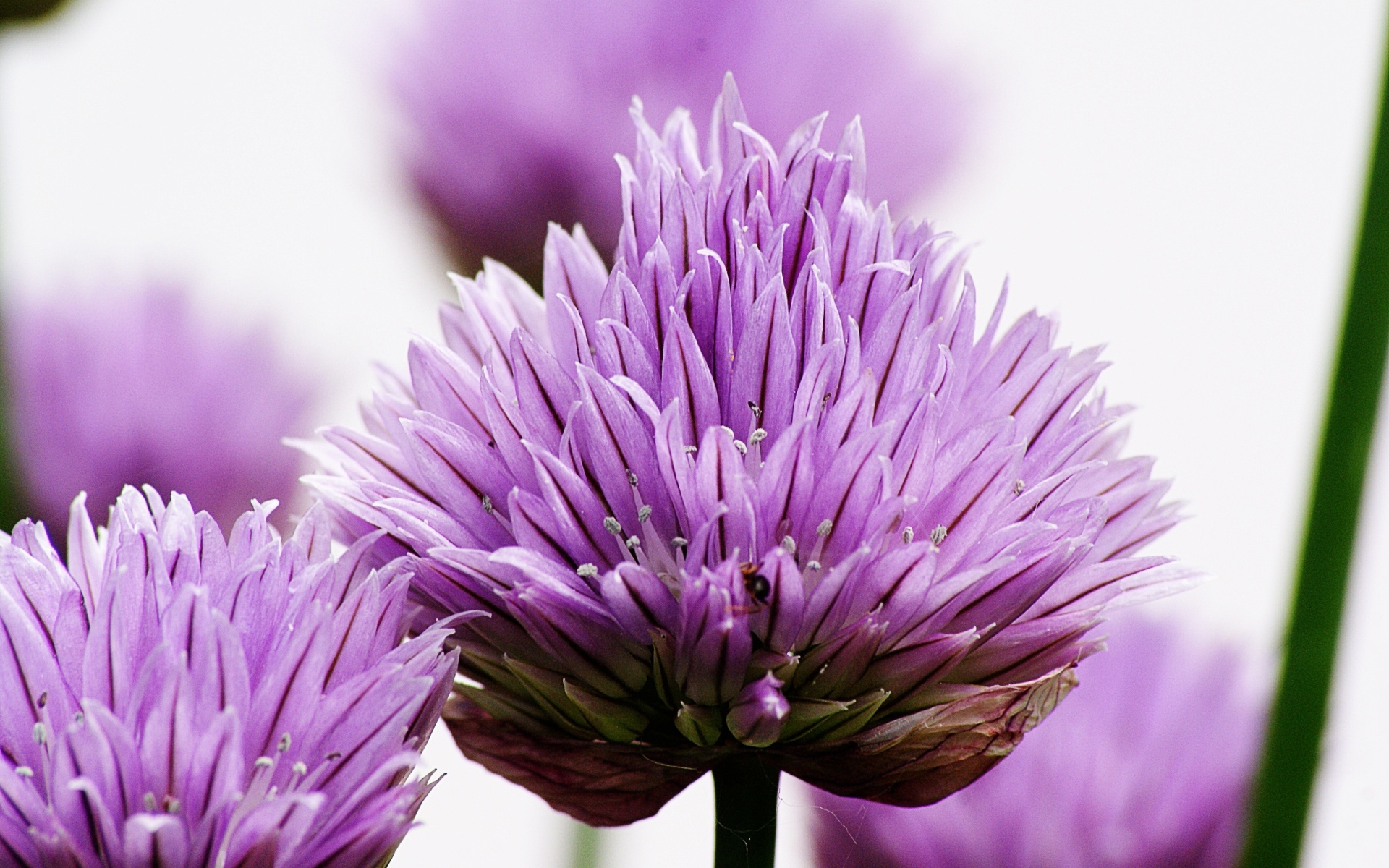 Розовые цветы декоративного лука крупным планом