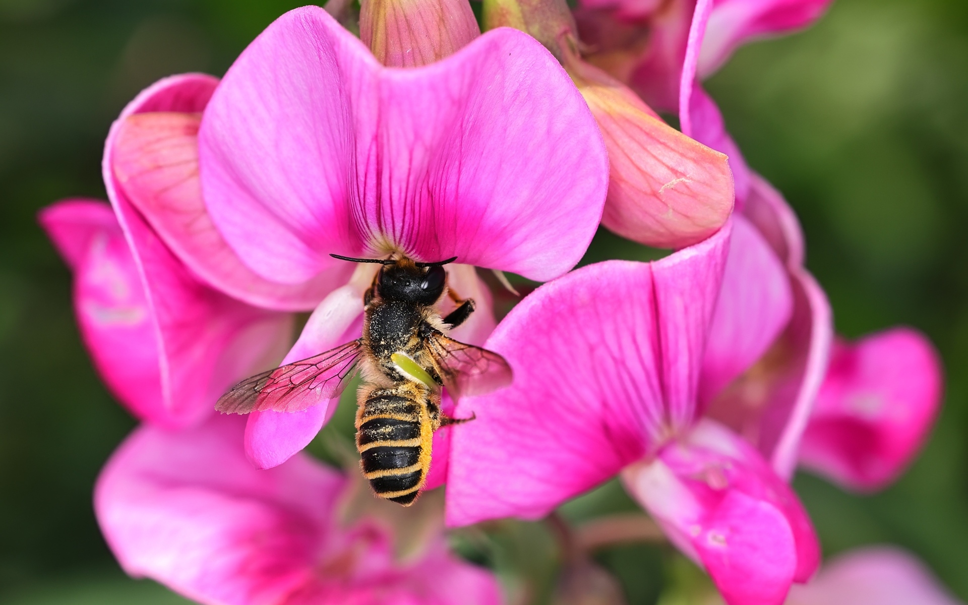 Розовые цветы с пчелой крупным планом