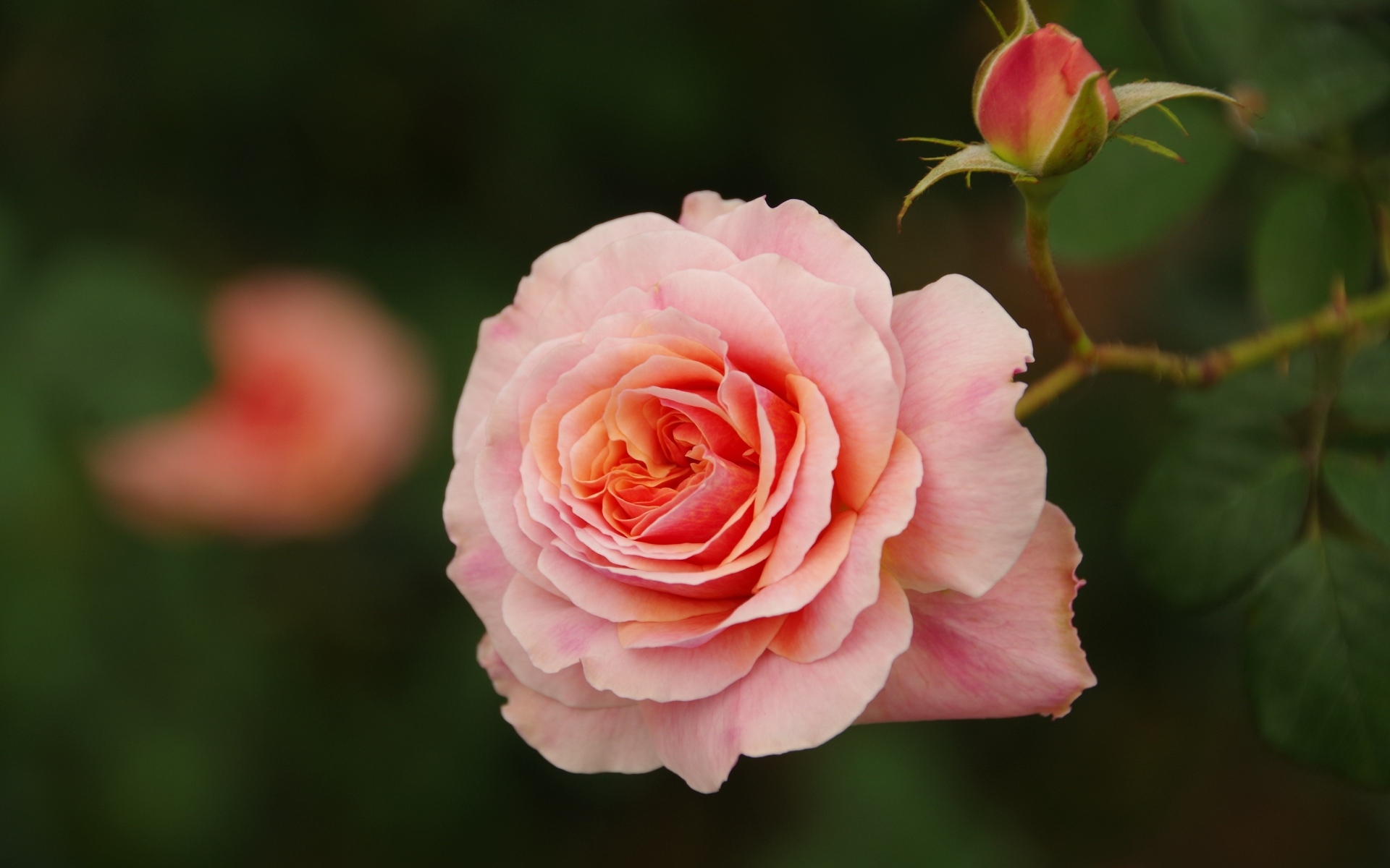 Розовая ароматная роза с бутоном 