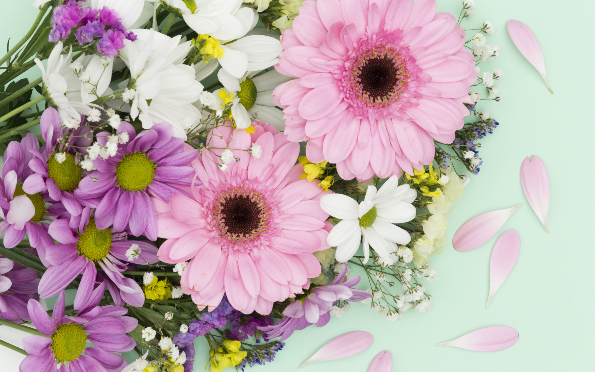 Розовые герберы и цветы хризантемы на голубом фоне