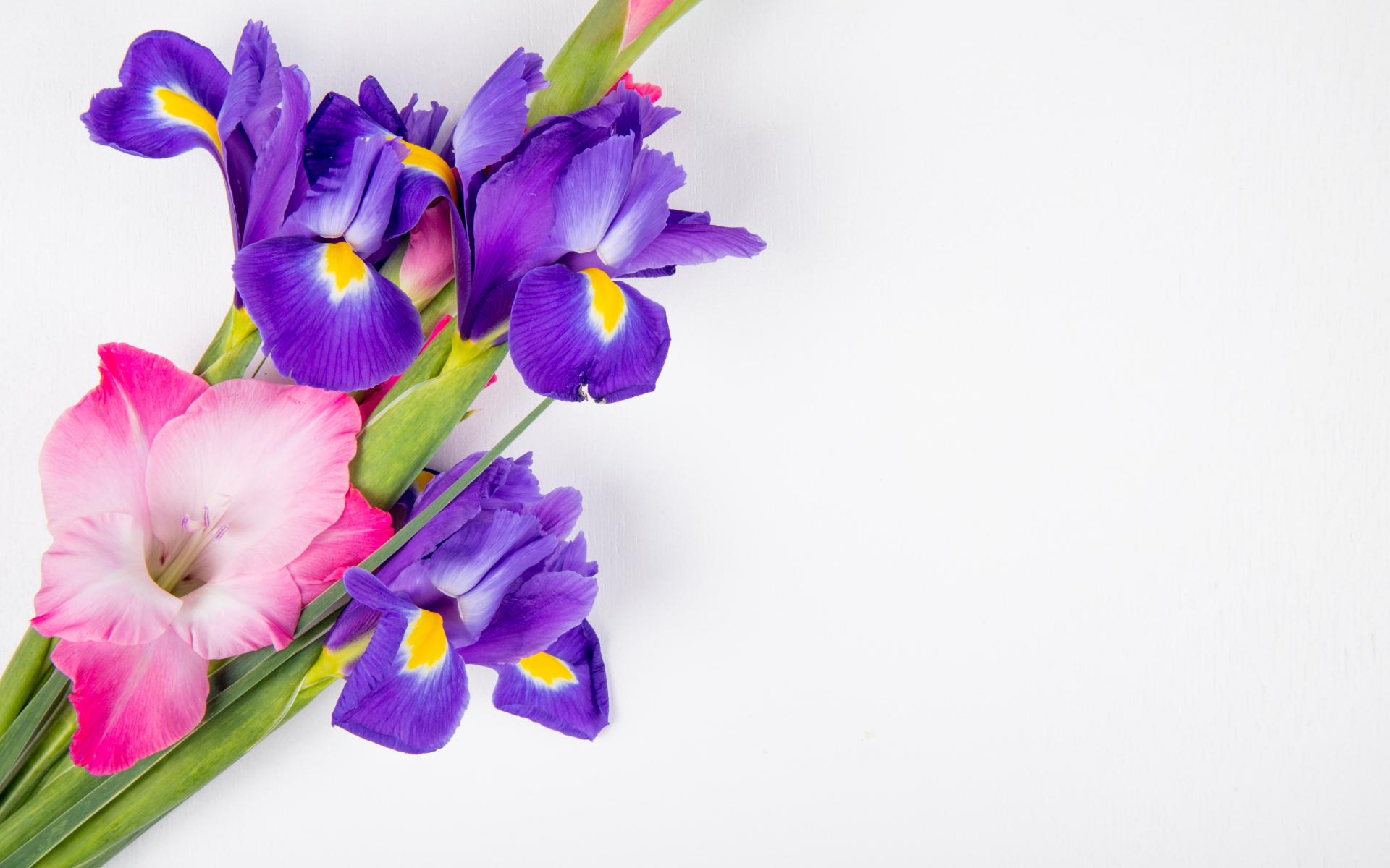 Розовые гладиолусы и ирисы на белом