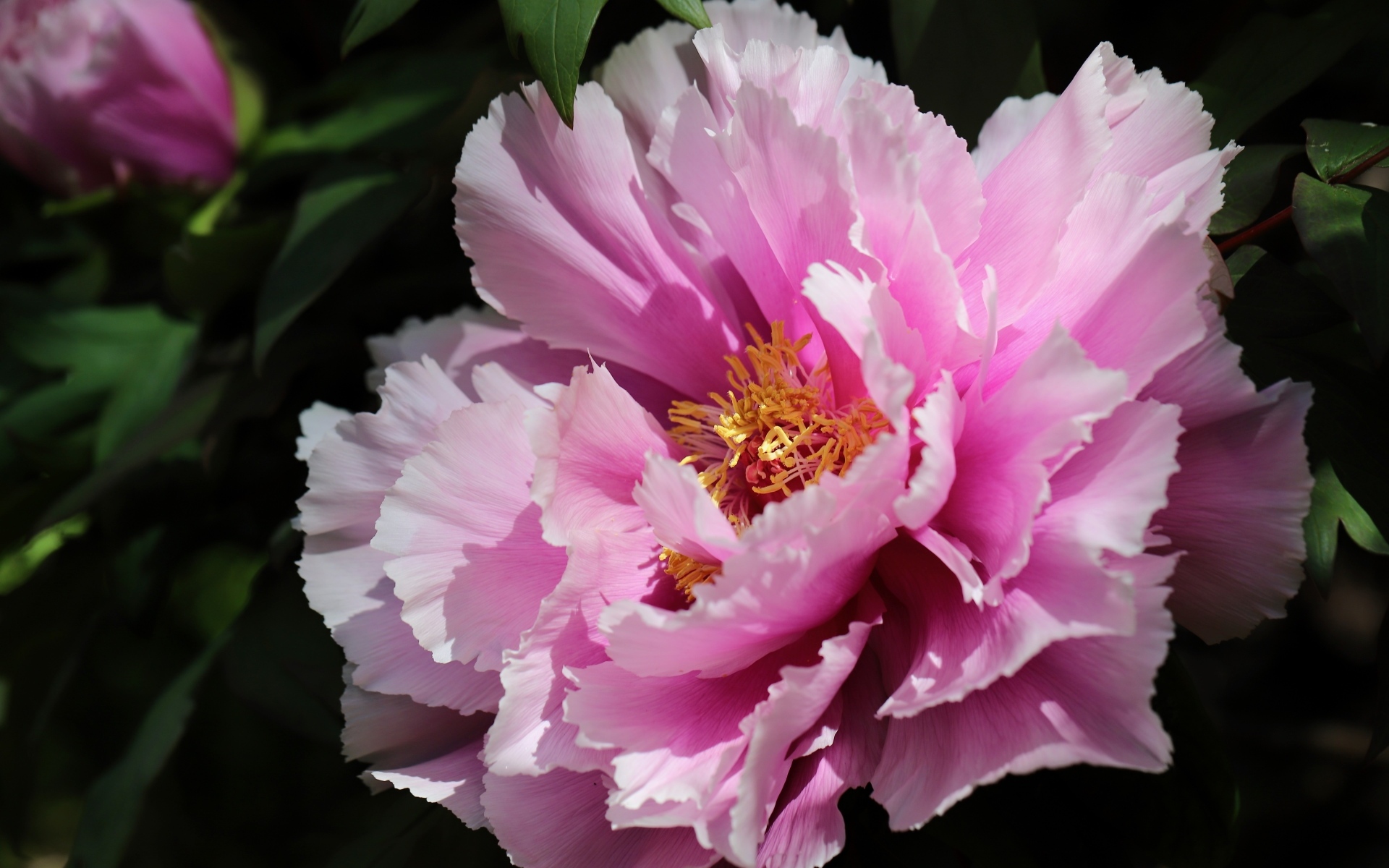 Розовый пышный садовый пион крупным планом