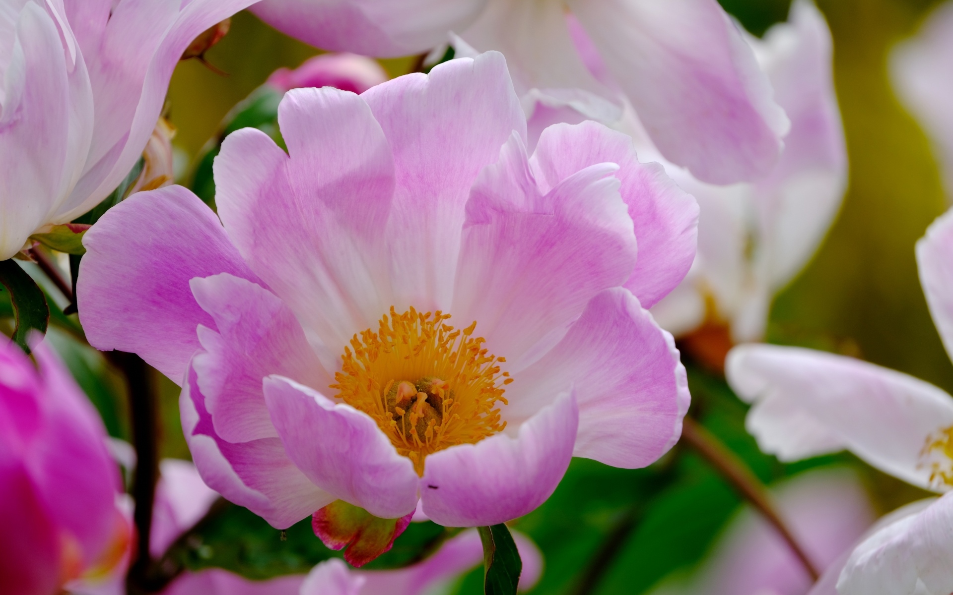 Розовые пионы с оранжевой серединой