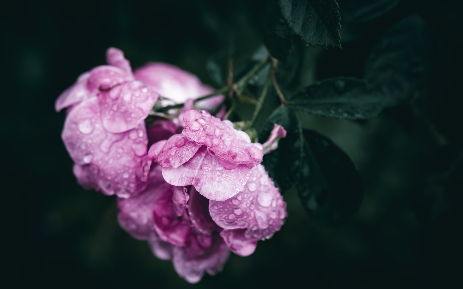 Розовая роза в каплях росы крупным планом