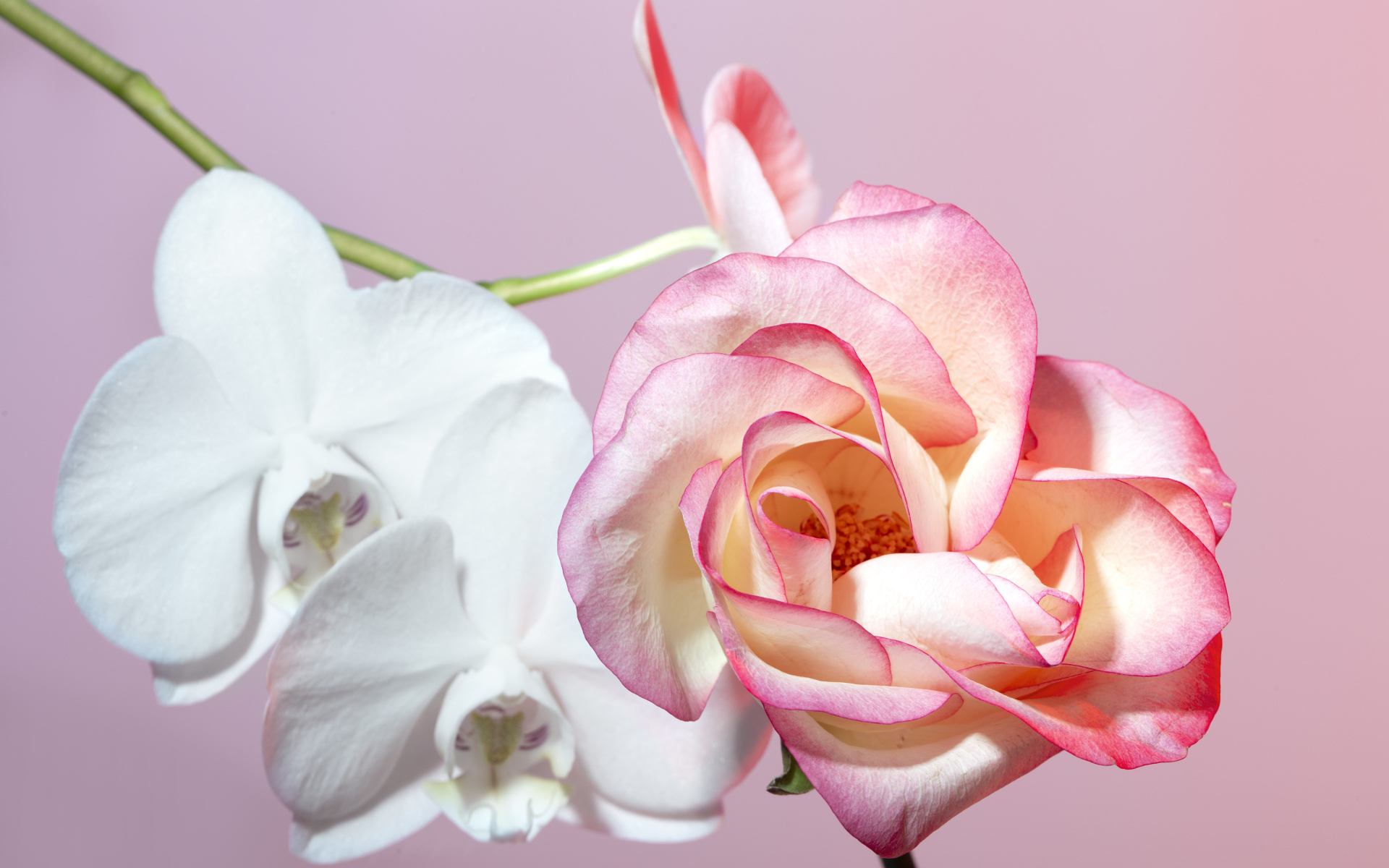 Розовая роза с белыми цветы орхидеи на розовом фоне