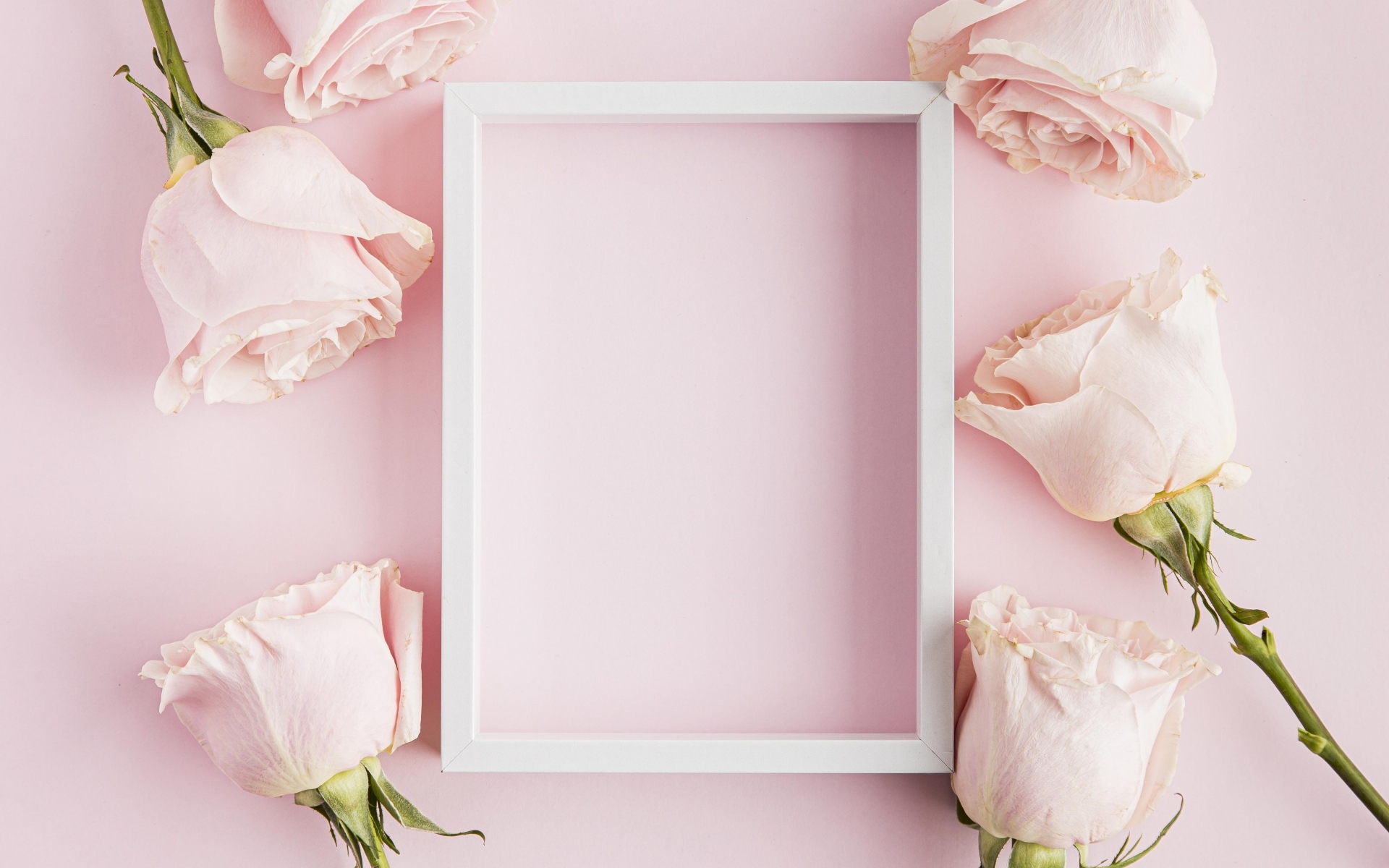 Розовые розы с белой рамкой для открытки