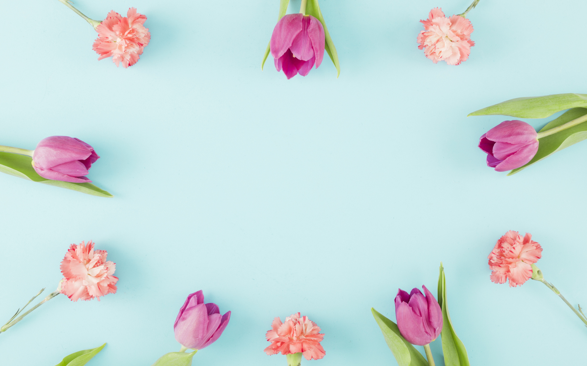 Розовые тюльпаны и гвоздики на голубом фоне, шаблон 