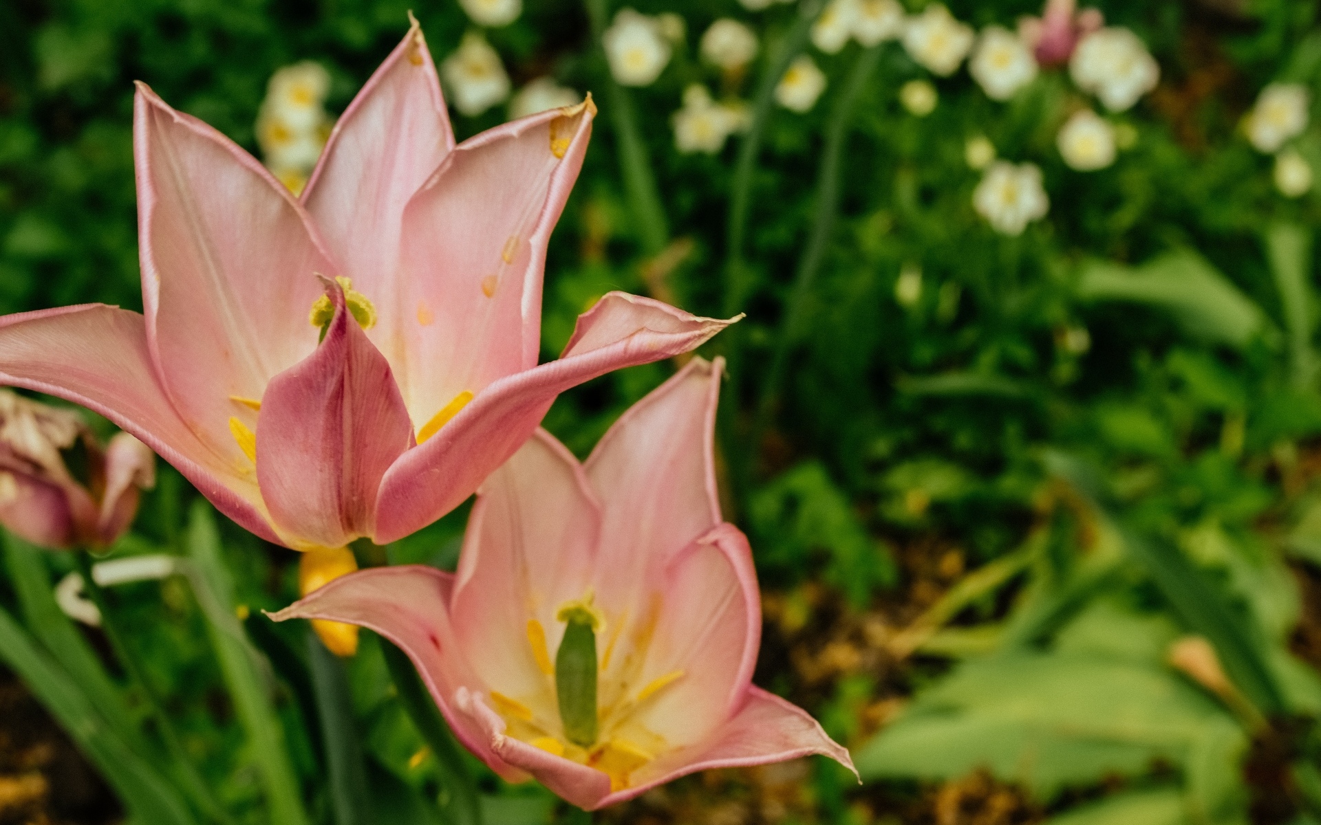 Розовые тюльпаны на клумбе крупным планом