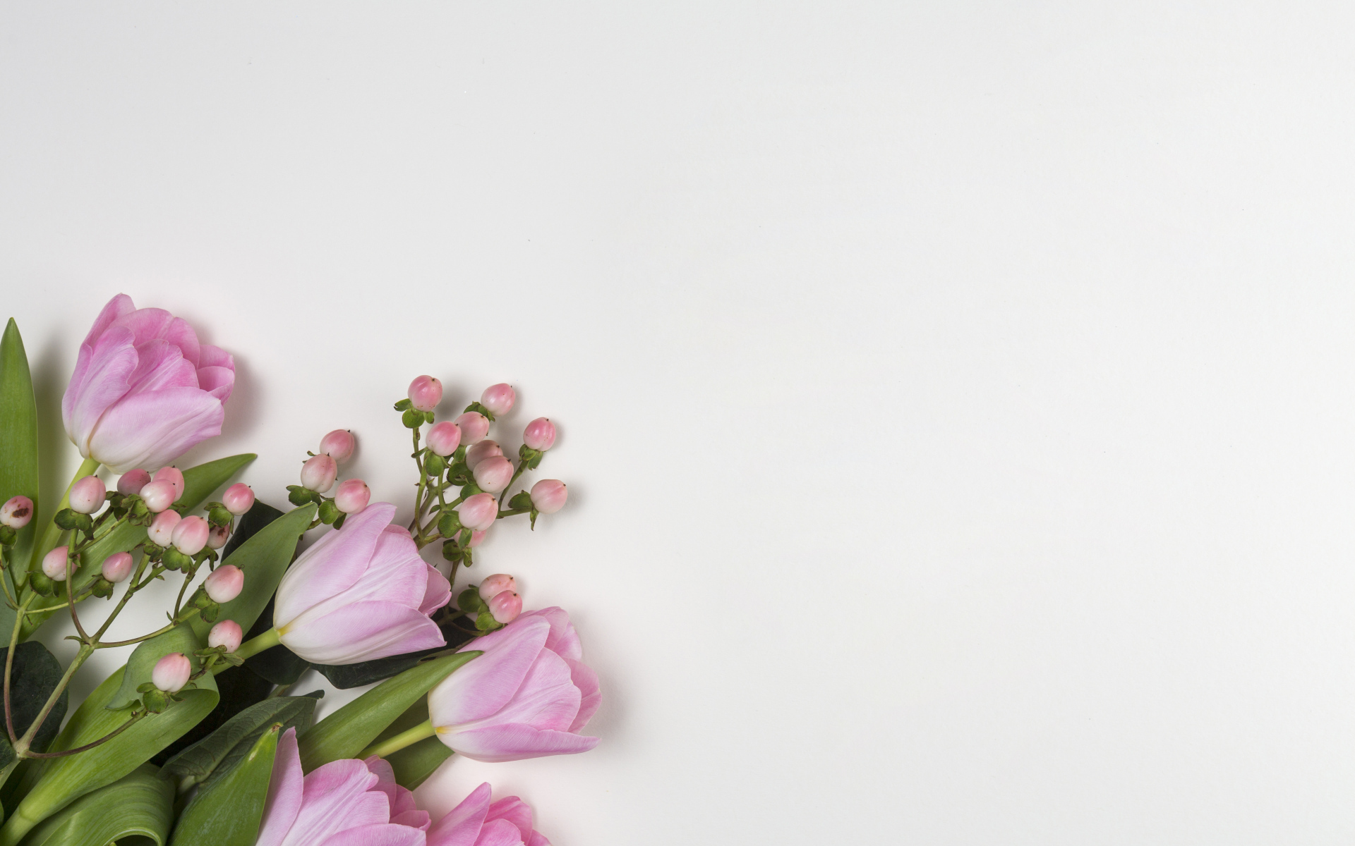 Розовые тюльпаны на сером фоне, шаблон для открытки