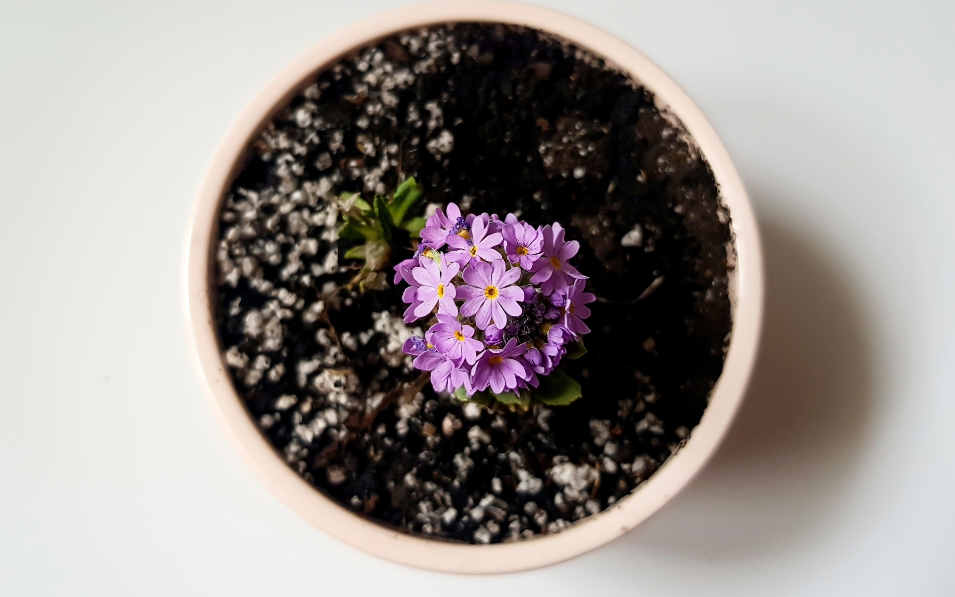 Фиолетовый цветок в горшке на сером фоне