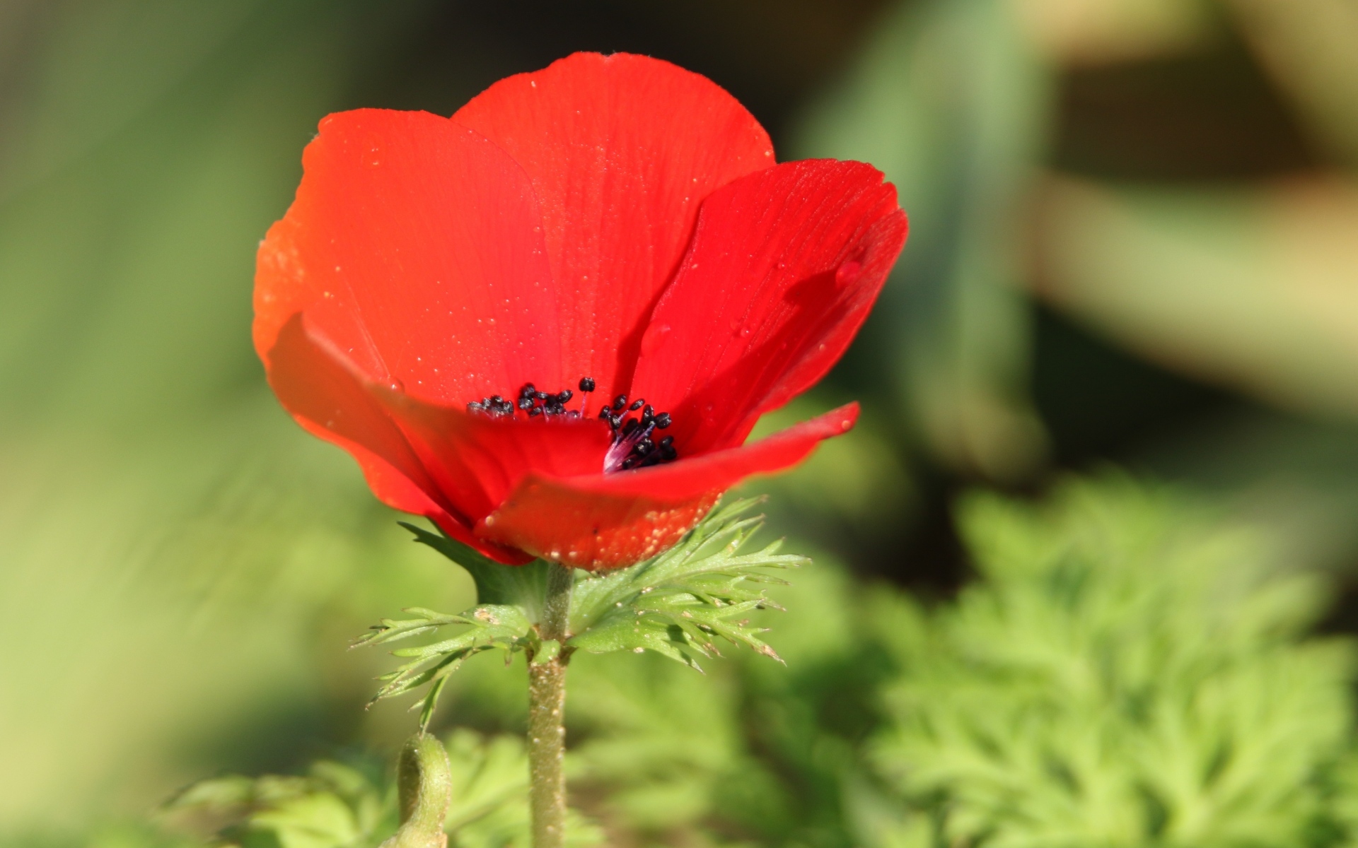 Красный садовый мак с черной серединкой