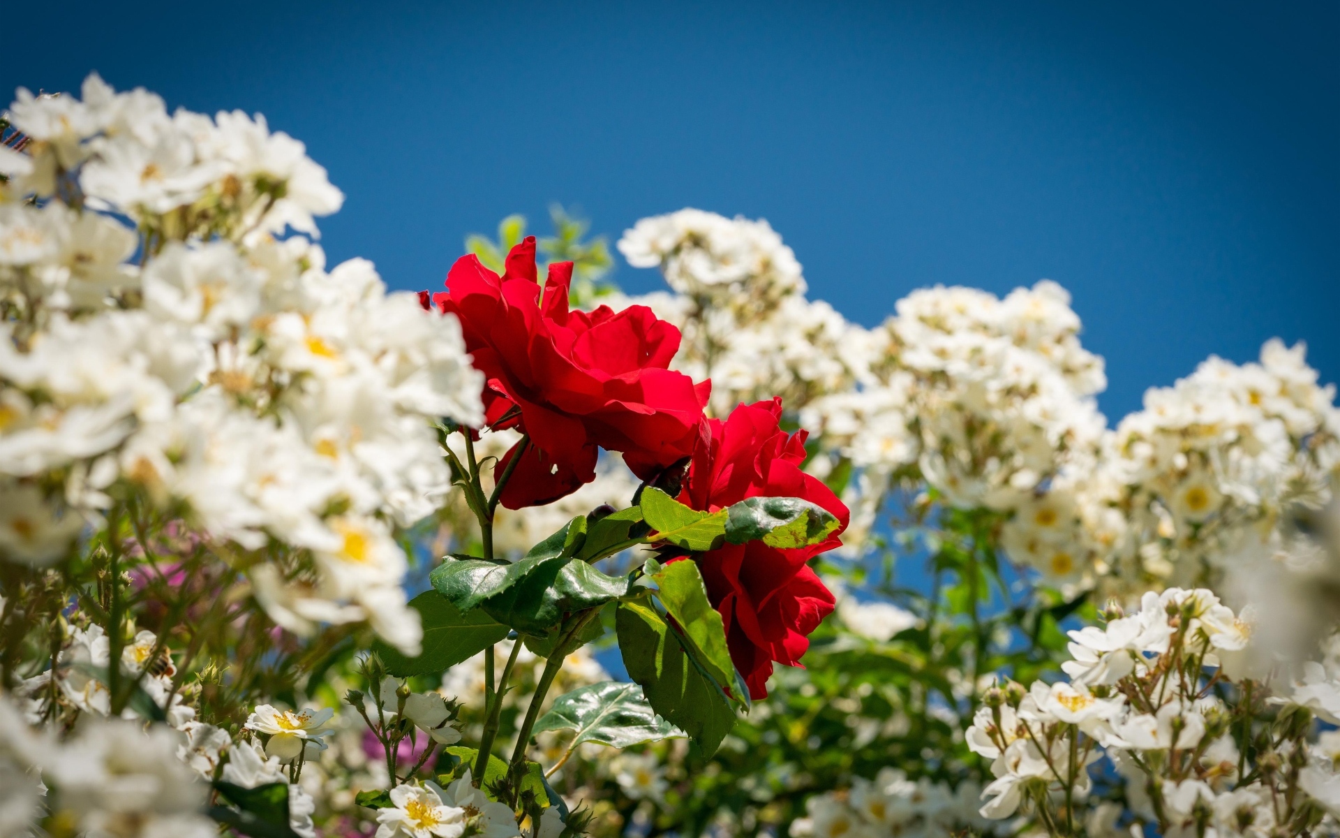 Красная парковая роза среди белых роз
