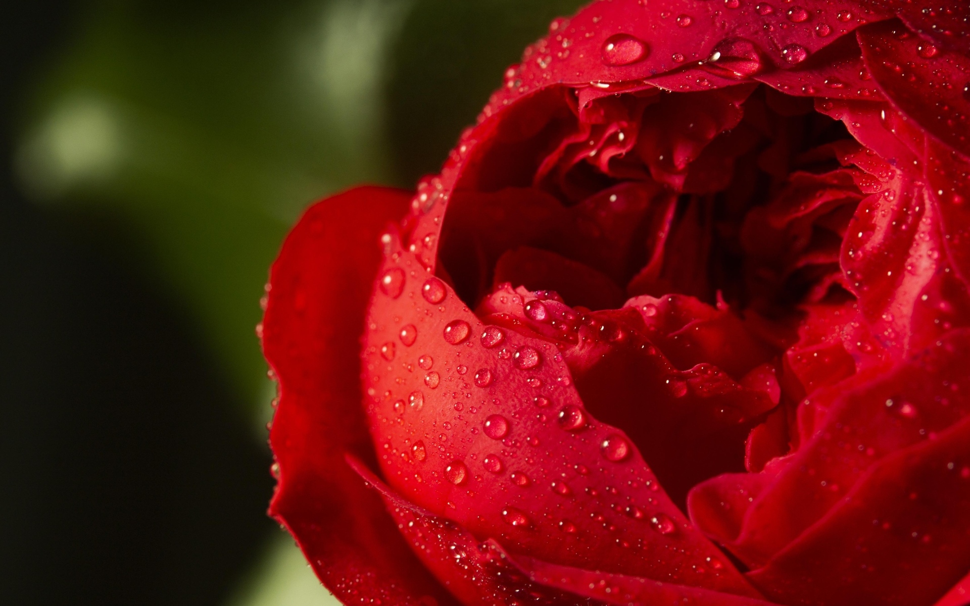 Красный цветок розы в каплях росы крупным планом