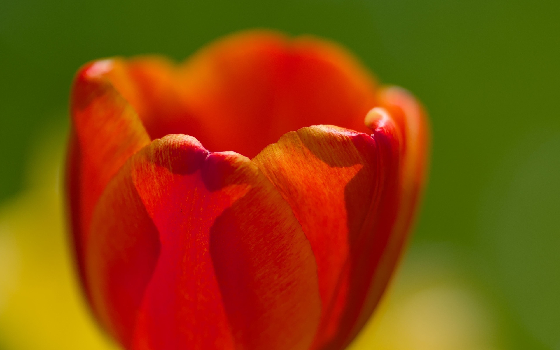 Красные лепестки тюльпана в макро съемке