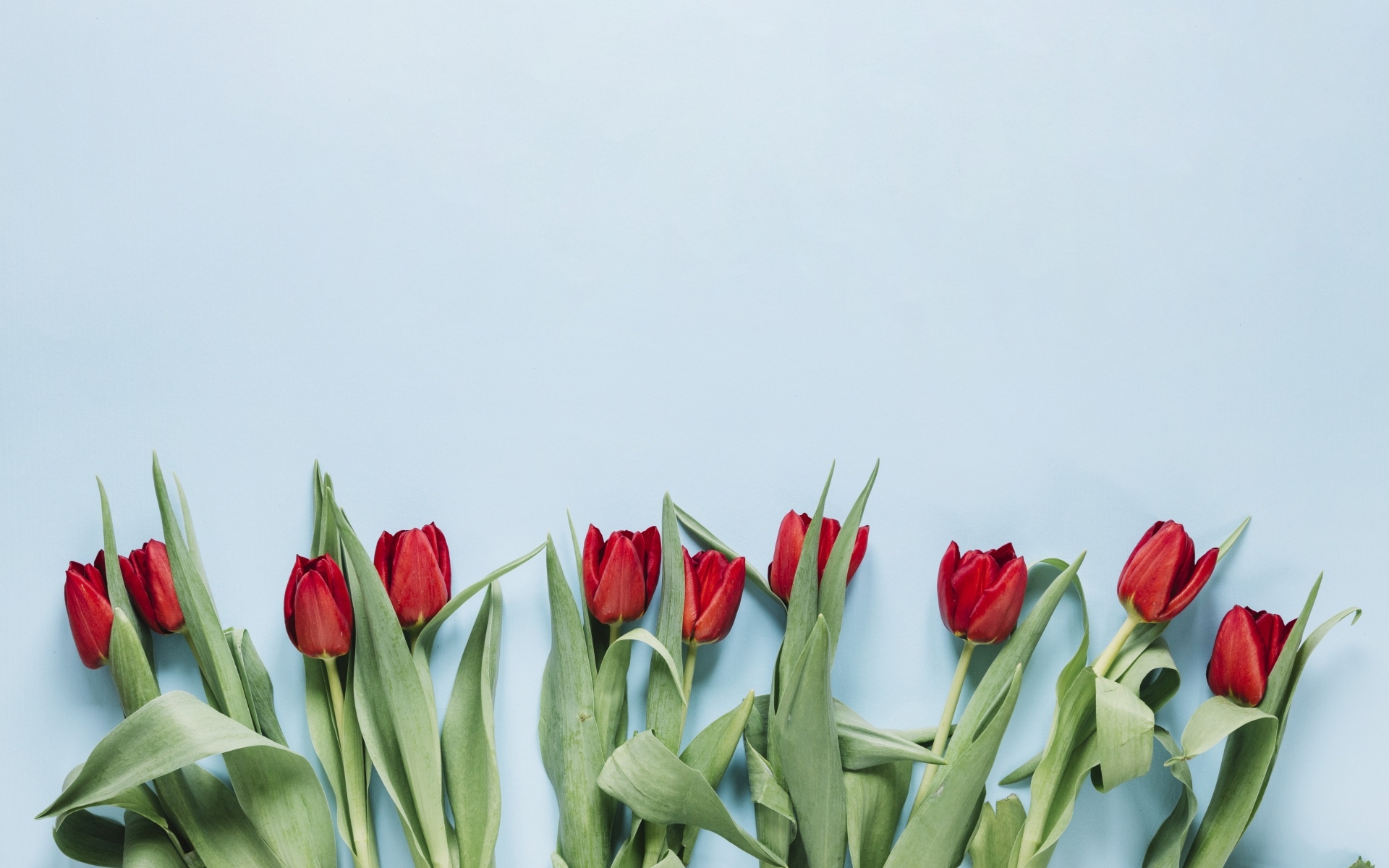 Красные тюльпаны разложены на голубом фоне