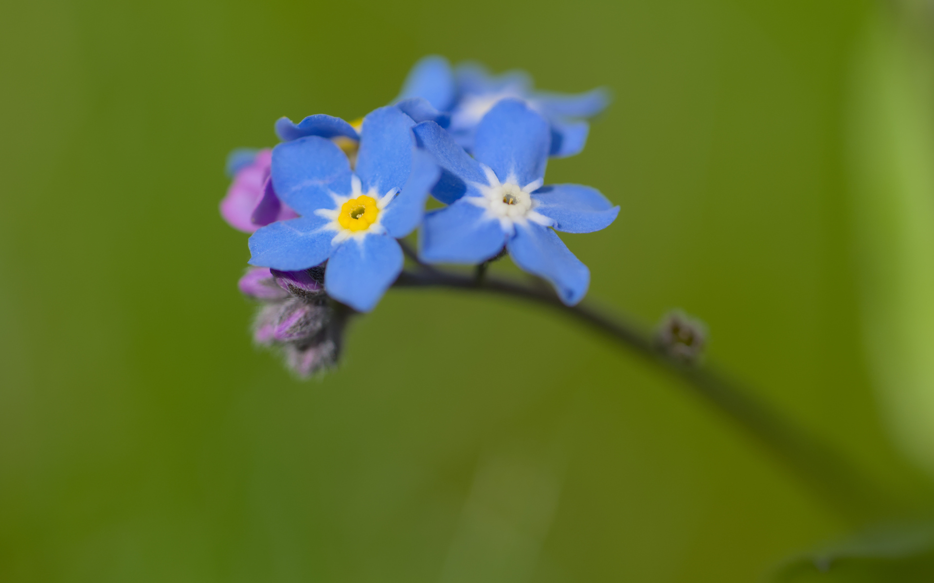 Маленький цветок незабудка на зеленом фоне