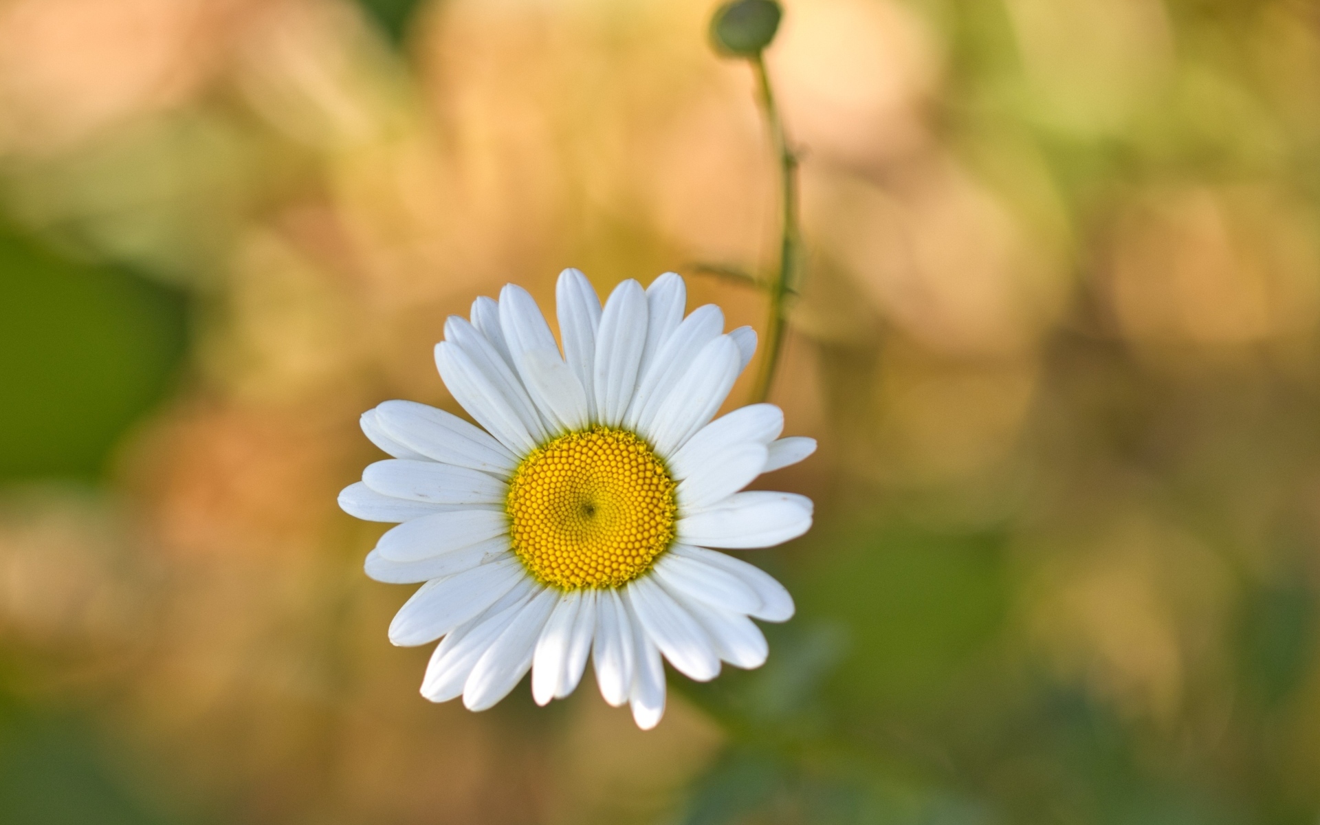 Маленькая полевая белая ромашка с бутоном