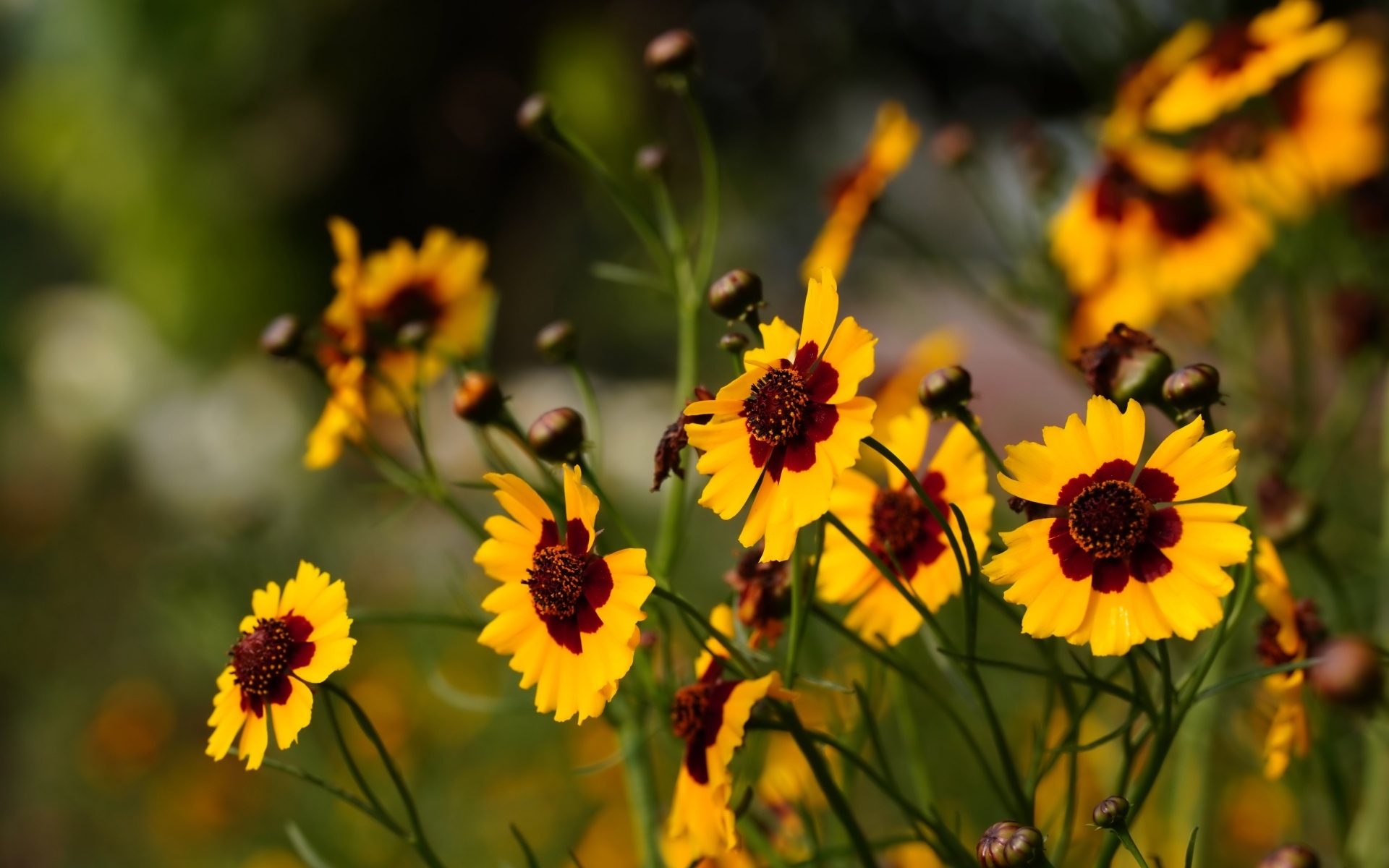 Летние маленькие красивые полевые цветы