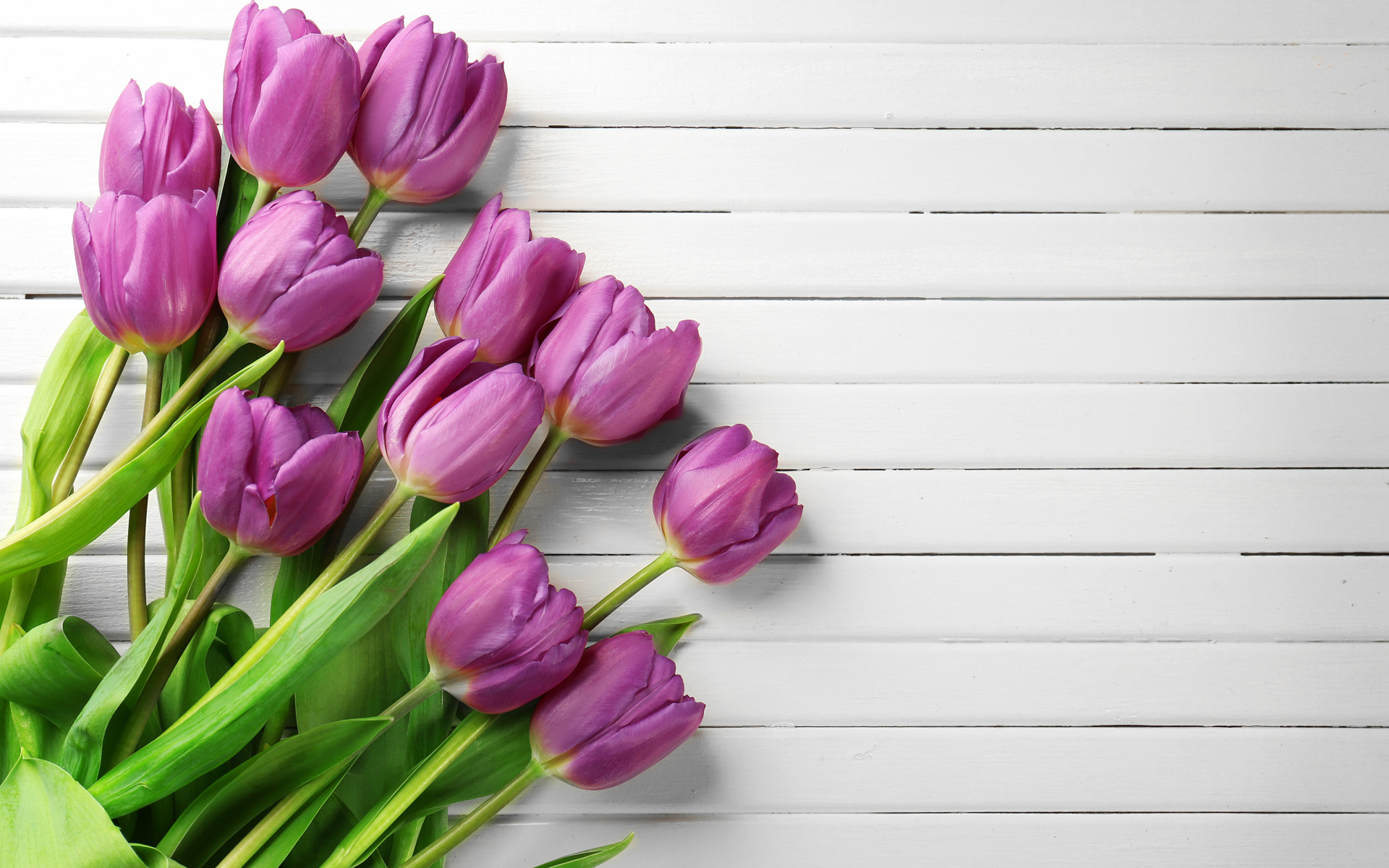 Тюльпаны на белом деревянном фоне