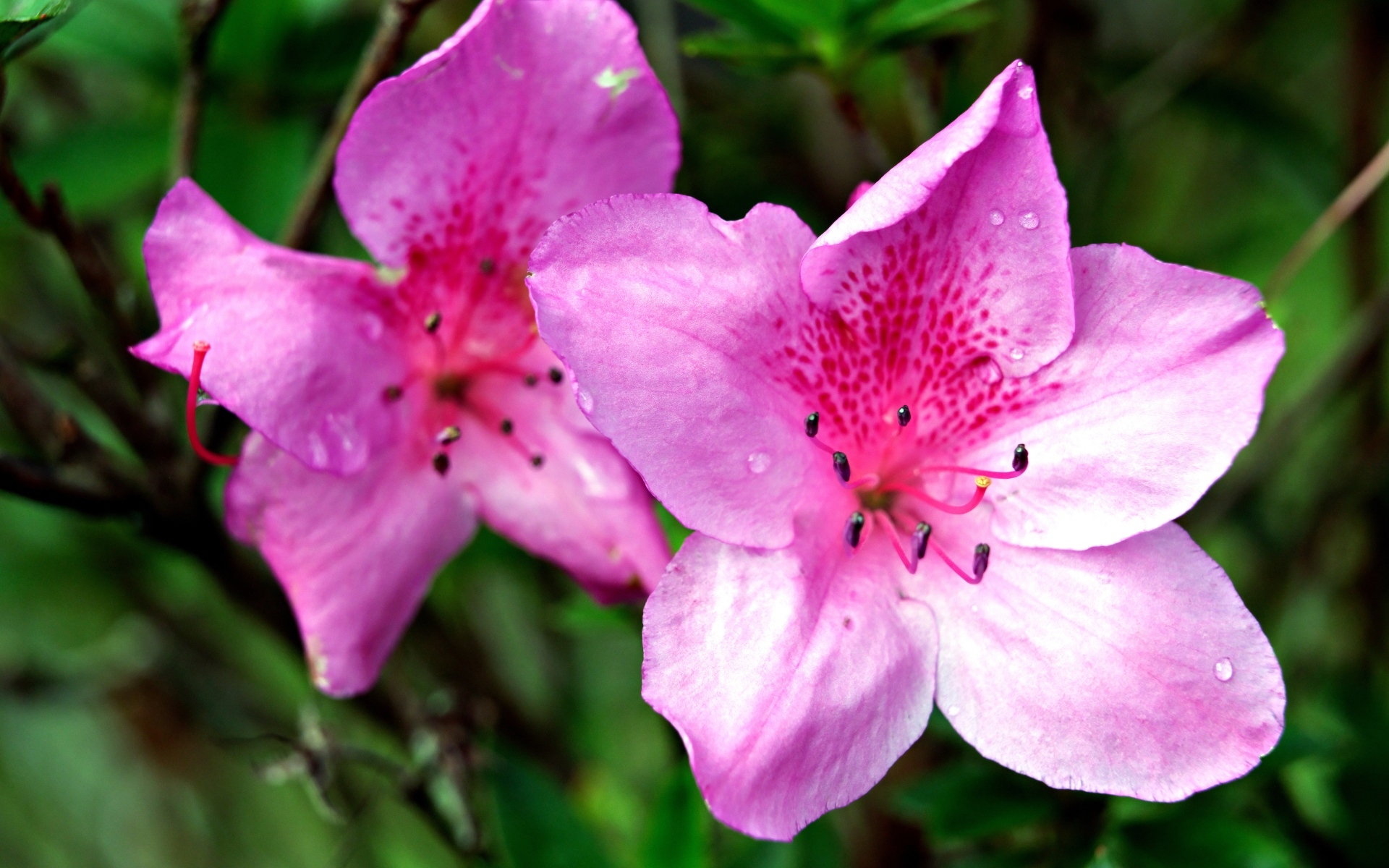 Два розовых цветка азалии крупным планом