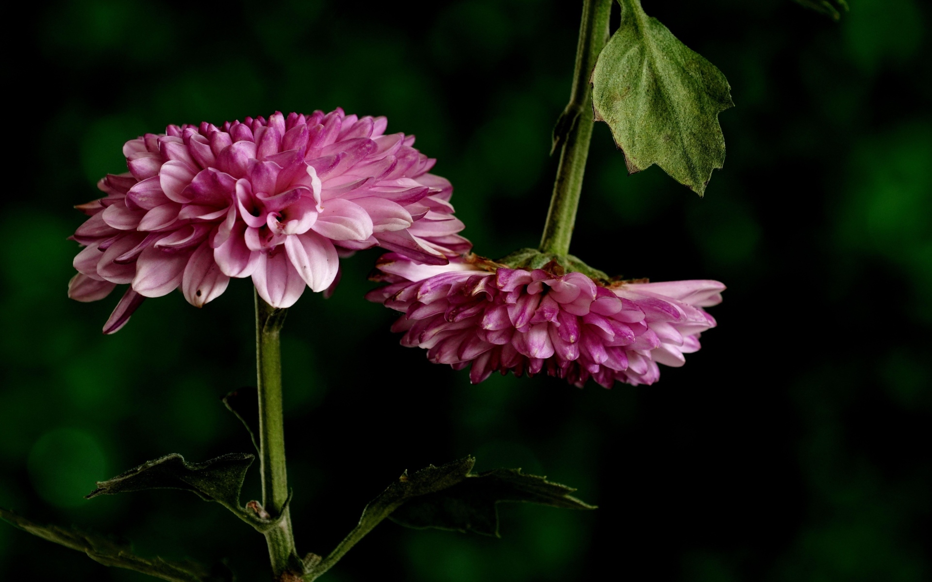 Два розовых цветка хризантемы