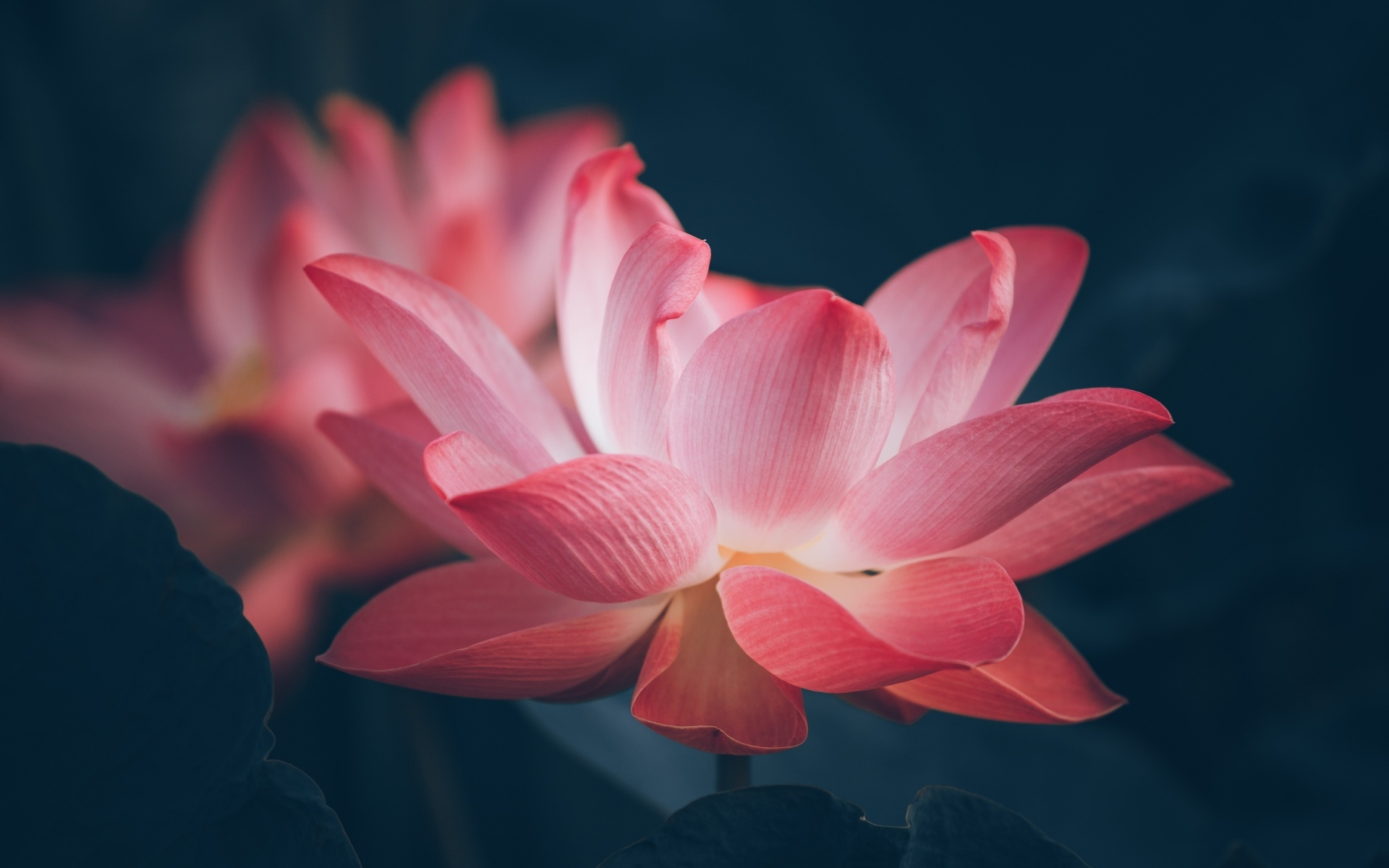 Два розовых цветка лотоса крупным планом