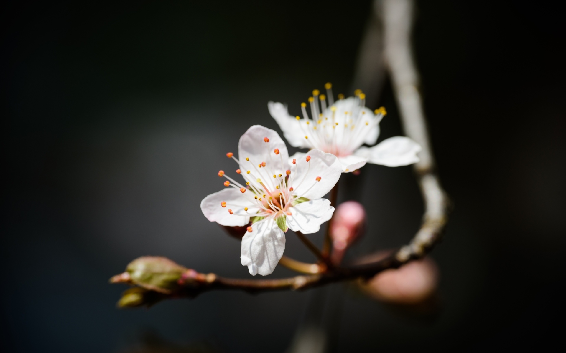 Два белых цветка вишни крупным планом