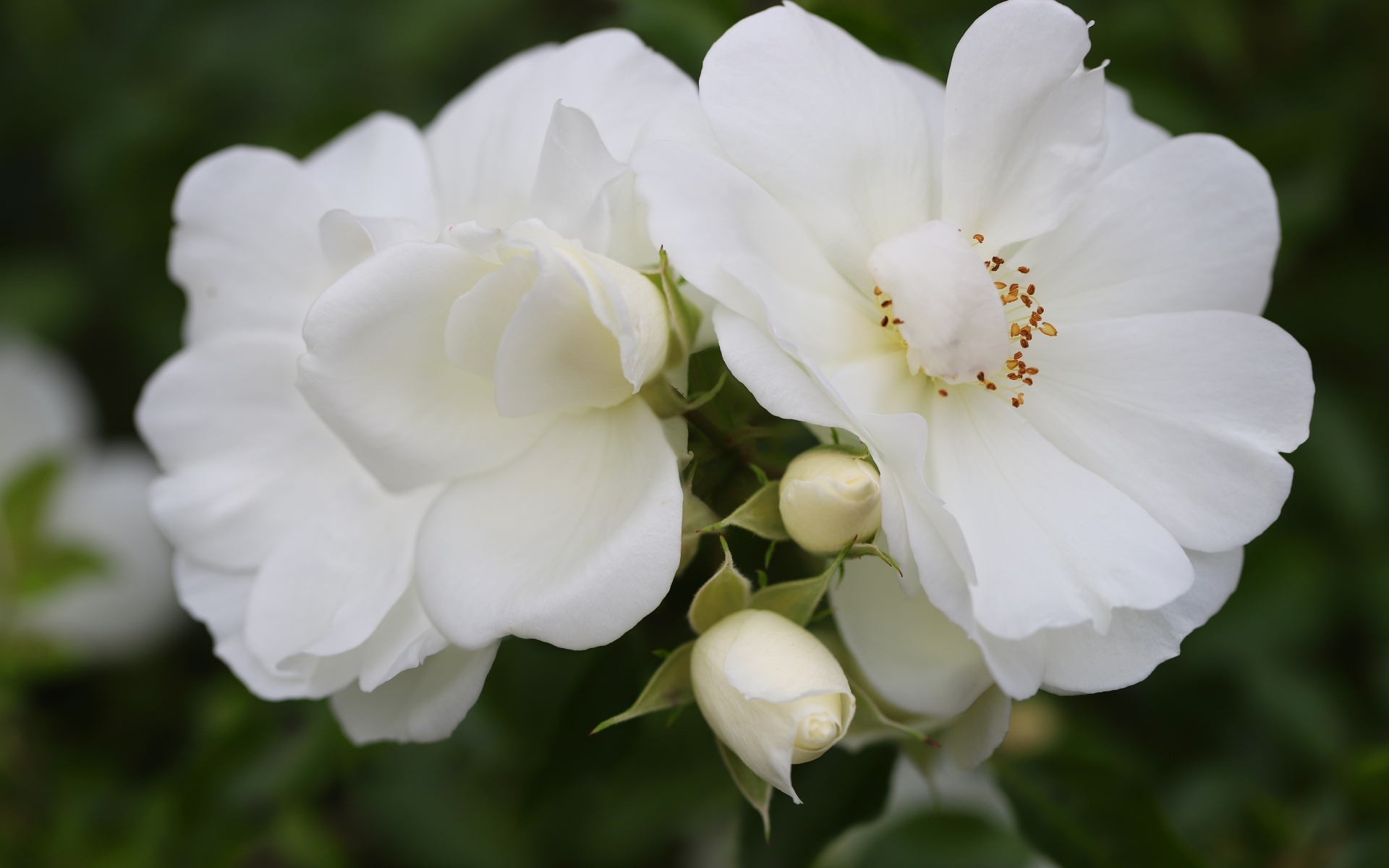 Две белые розы с бутонами крупным планом