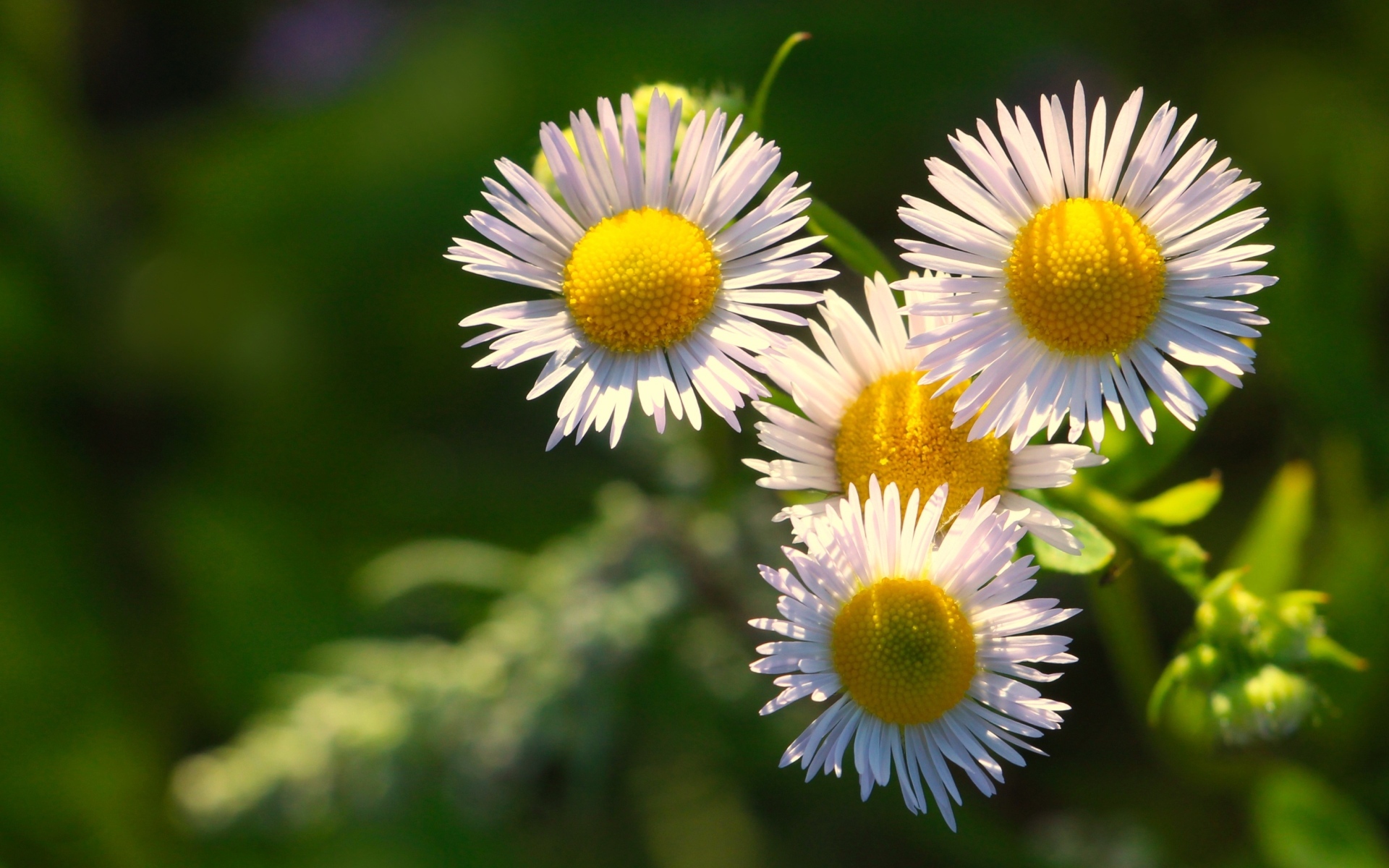 Белые цветы сентябринки в лучах солнца
