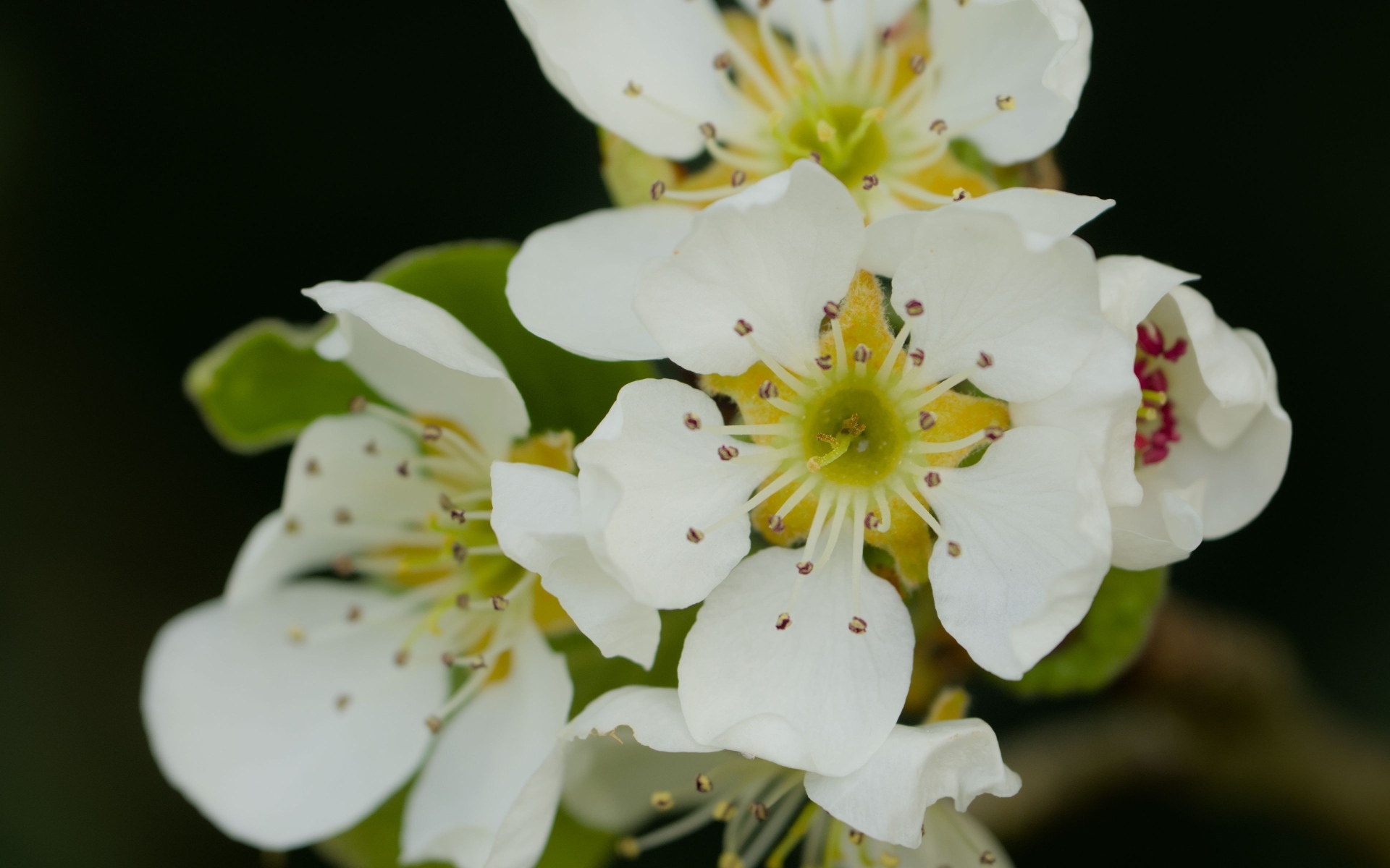 Белые цветы яблони крупным планом на черном фоне