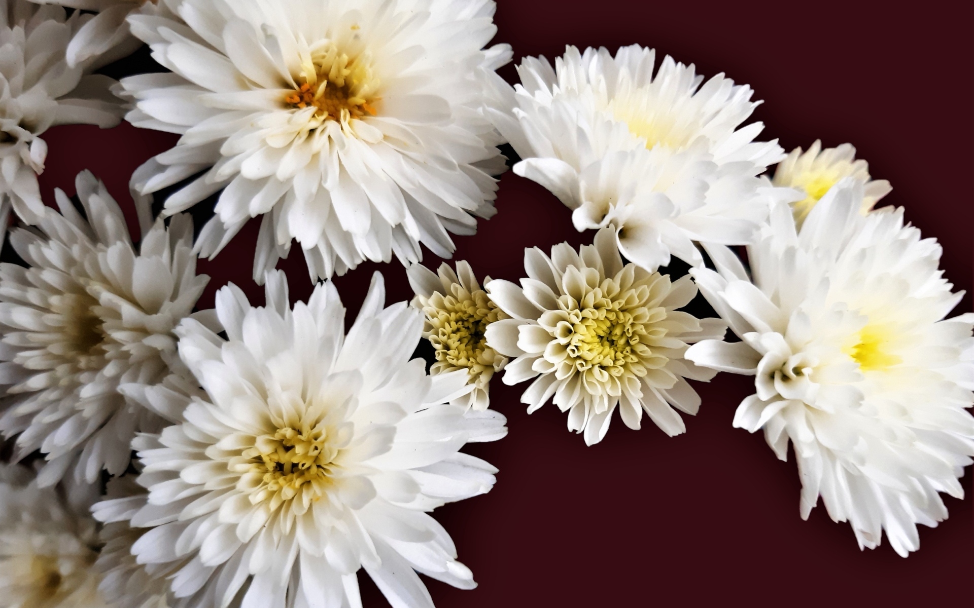 Белые цветы хризантемы на коричневом фоне